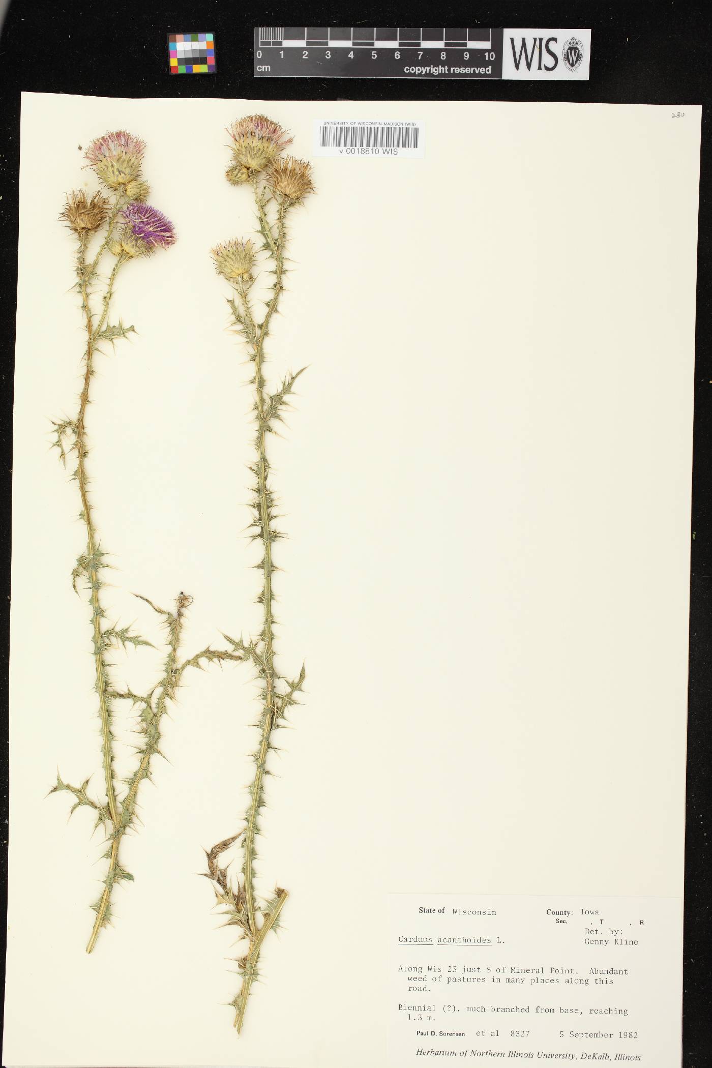 Carduus acanthoides subsp. acanthoides image