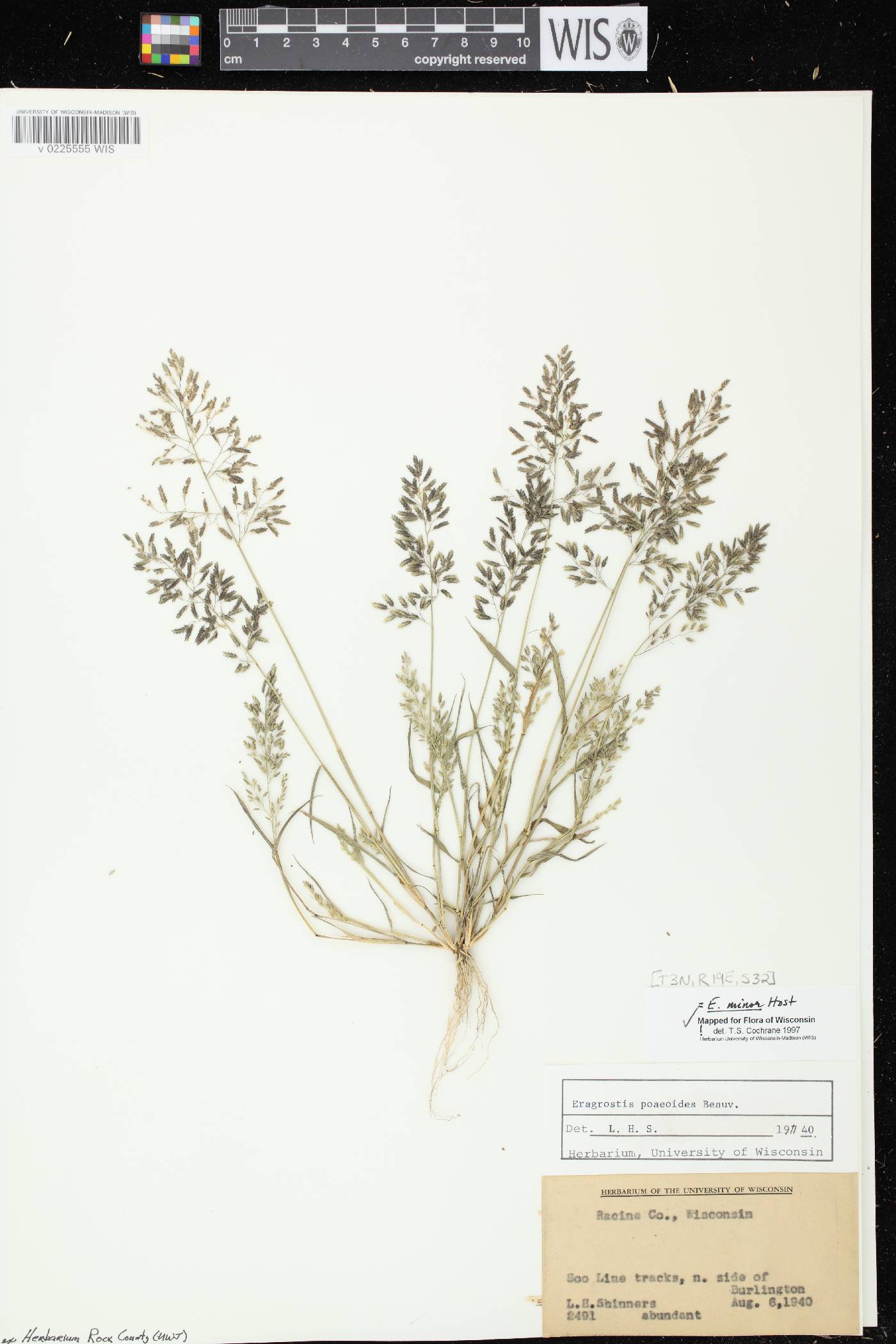 Eragrostis minor image