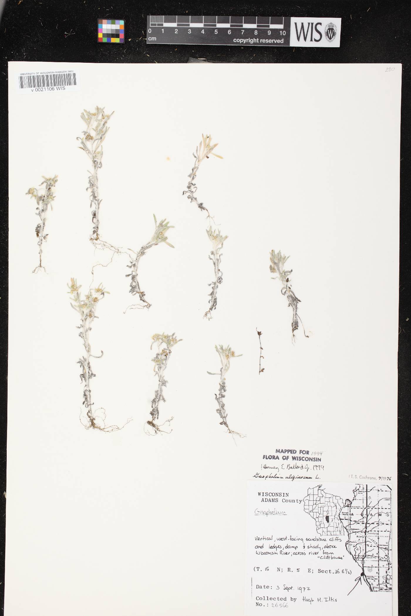 Gnaphalium uliginosum image