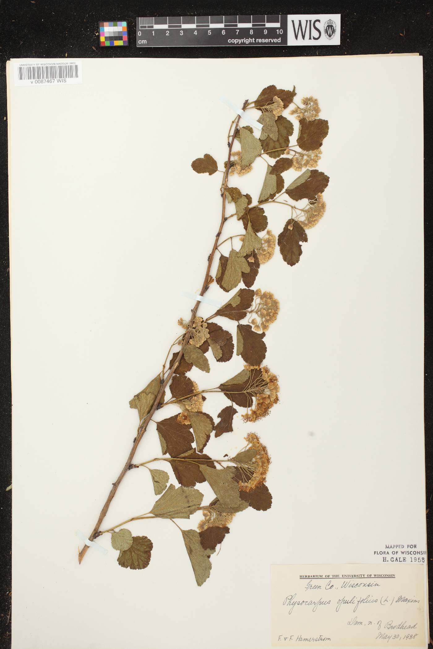 Physocarpus opulifolius image