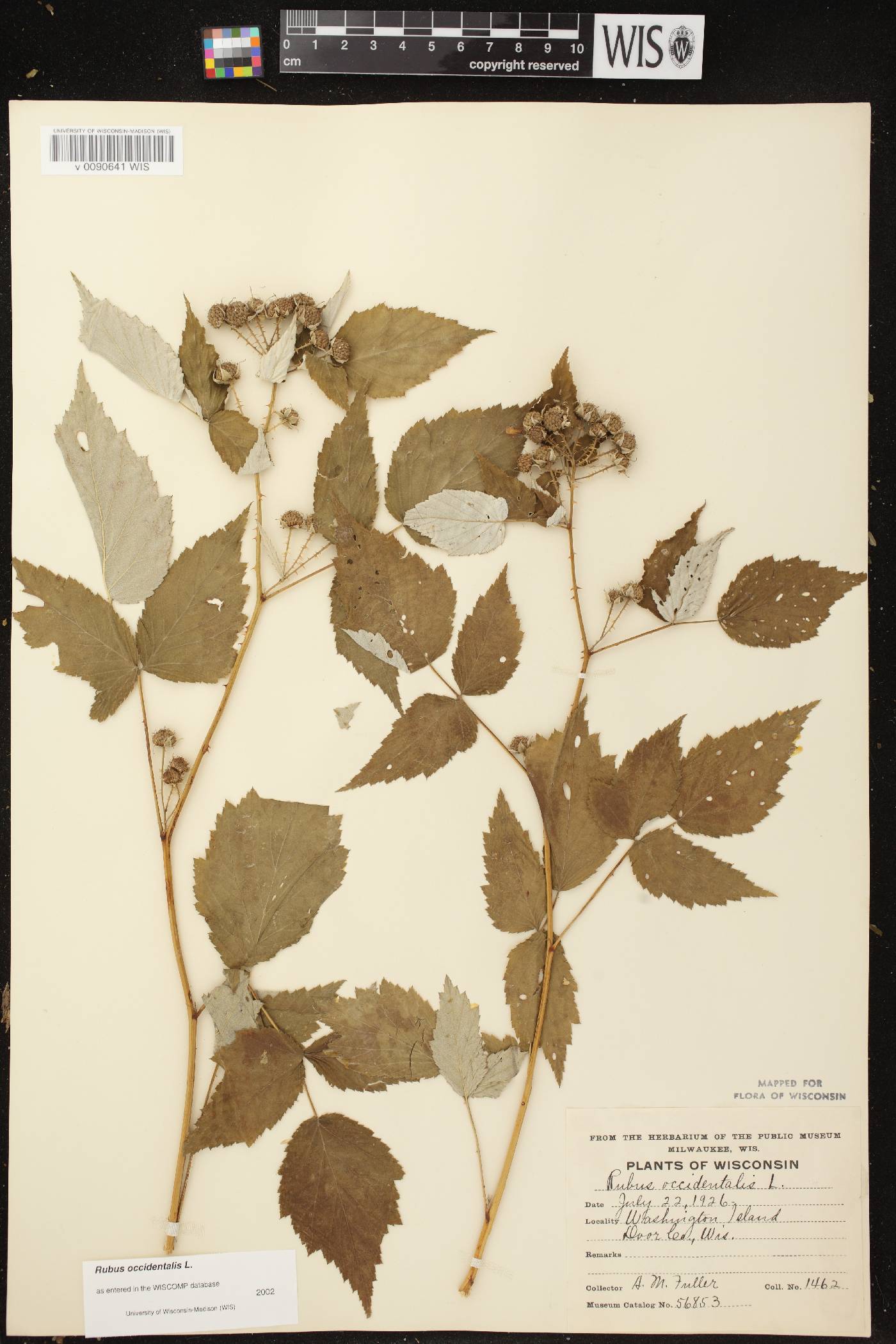 Rubus occidentalis image