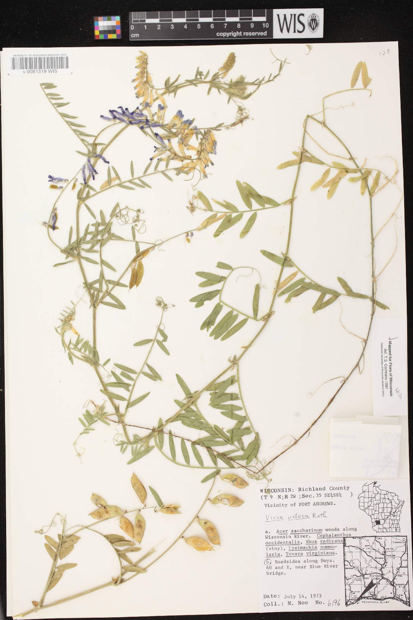 Vicia villosa image