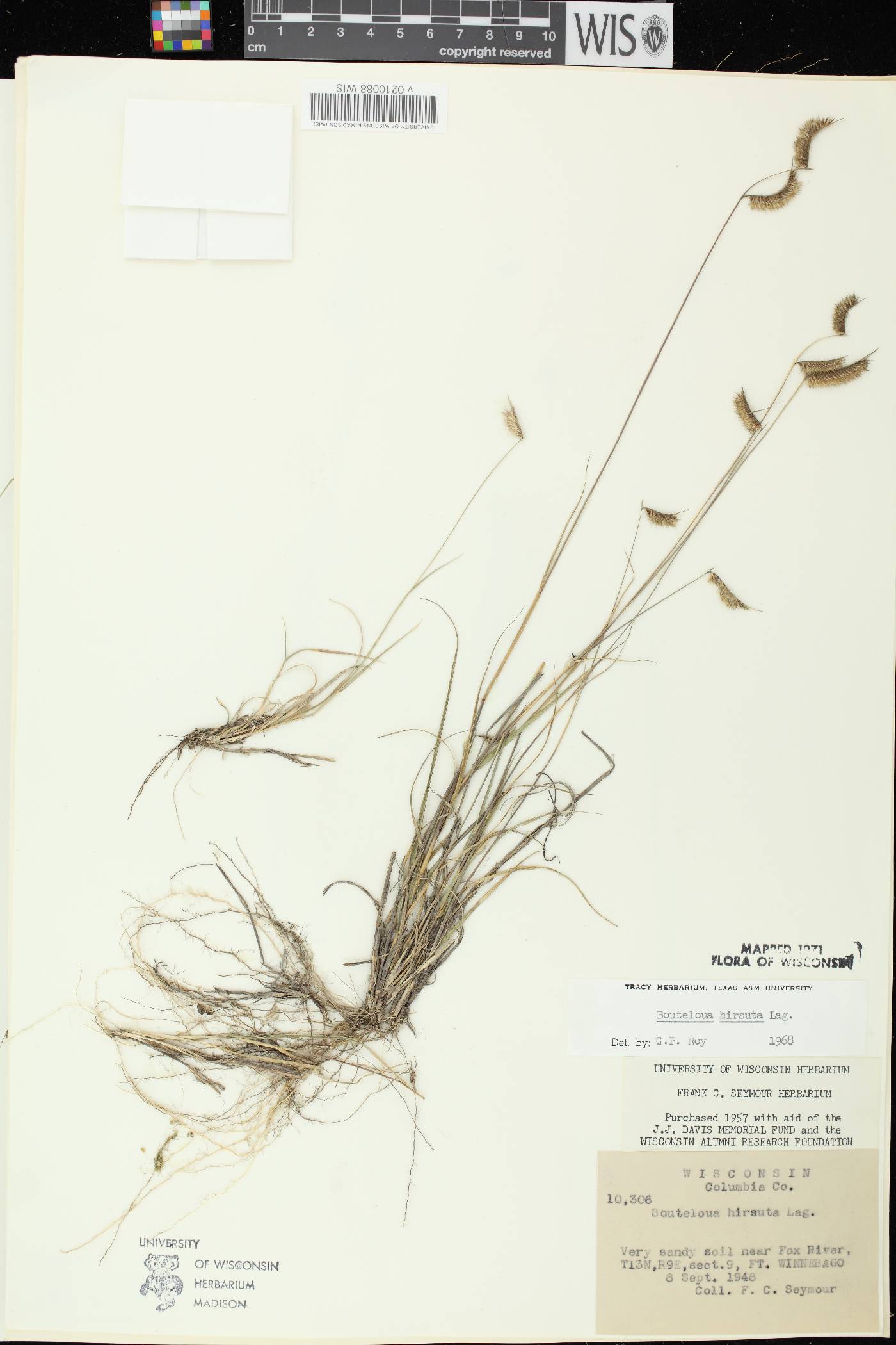 Bouteloua hirsuta subsp. hirsuta image