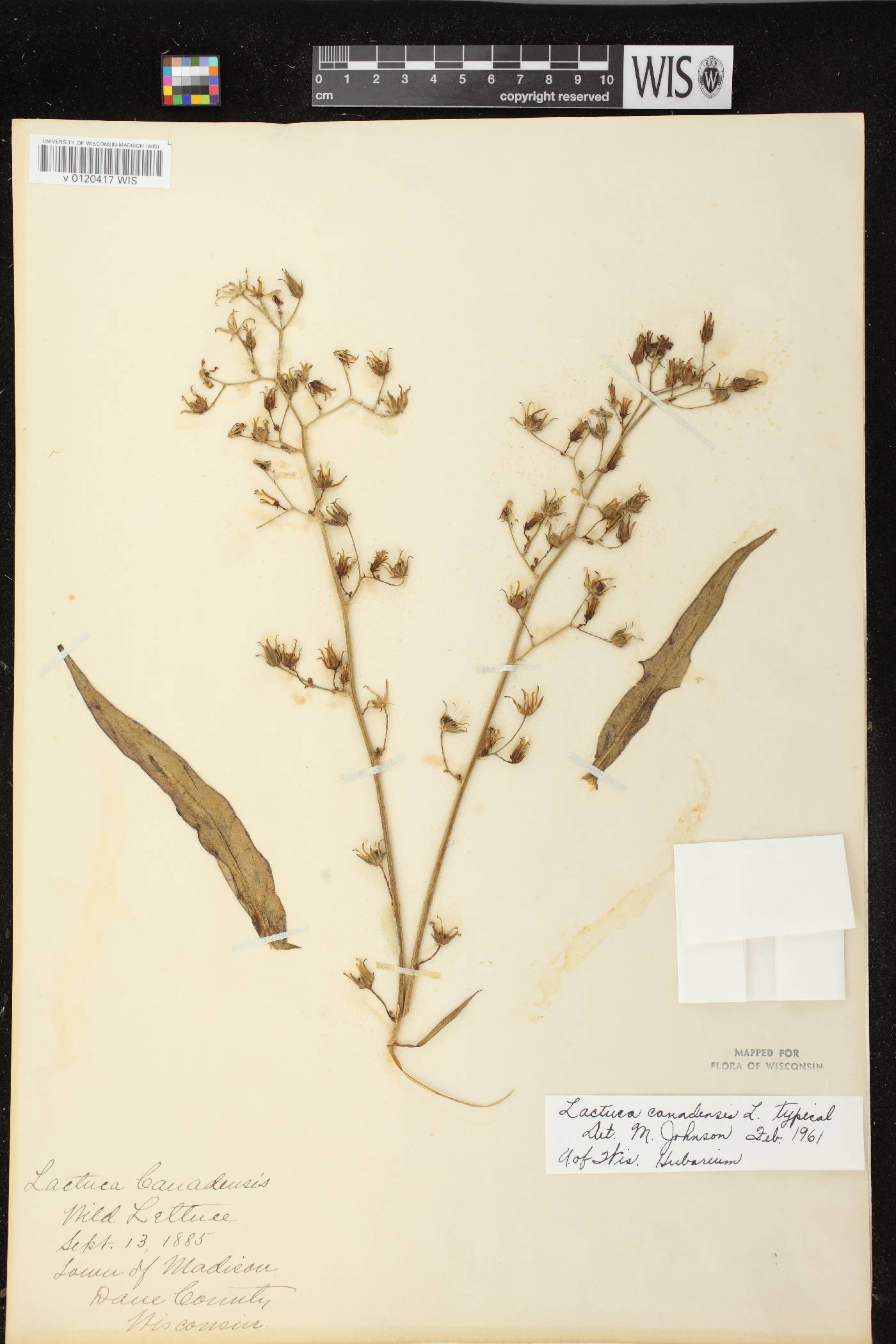 Lactuca canadensis image