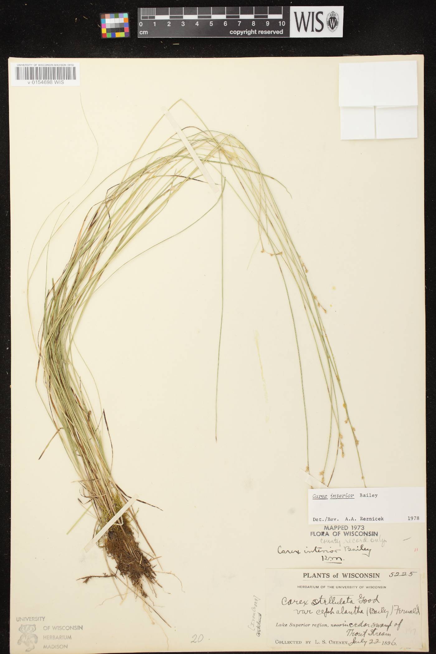 Carex interior image