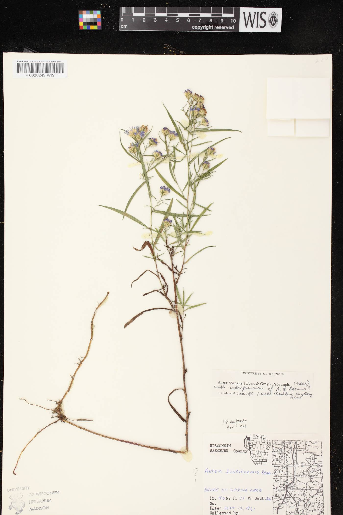 Symphyotrichum boreale image