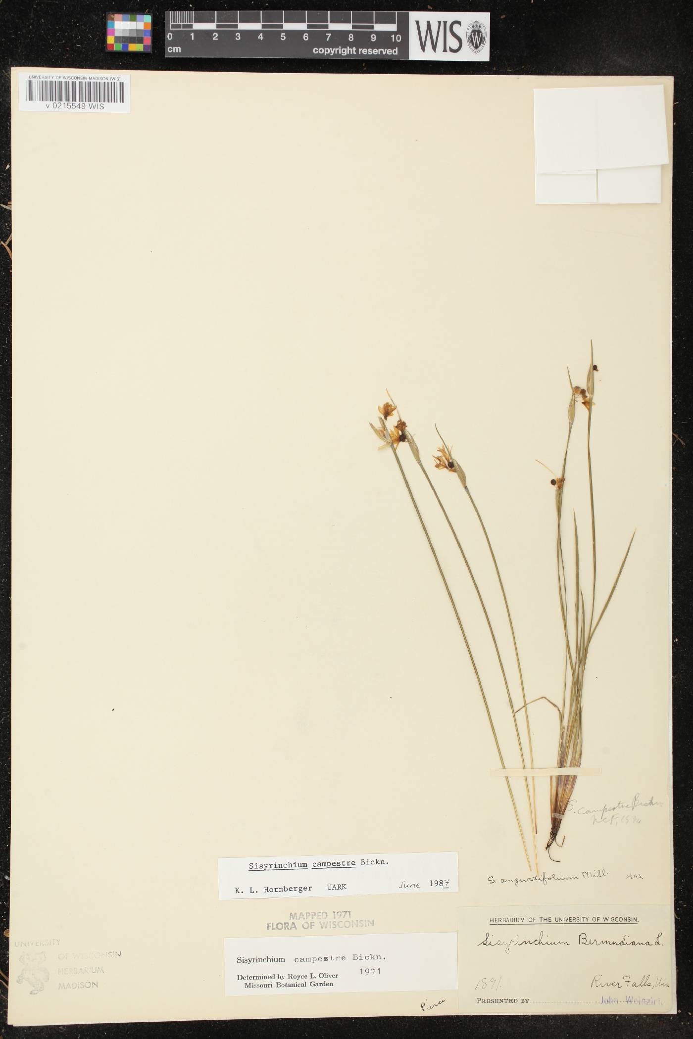 Sisyrinchium campestre image