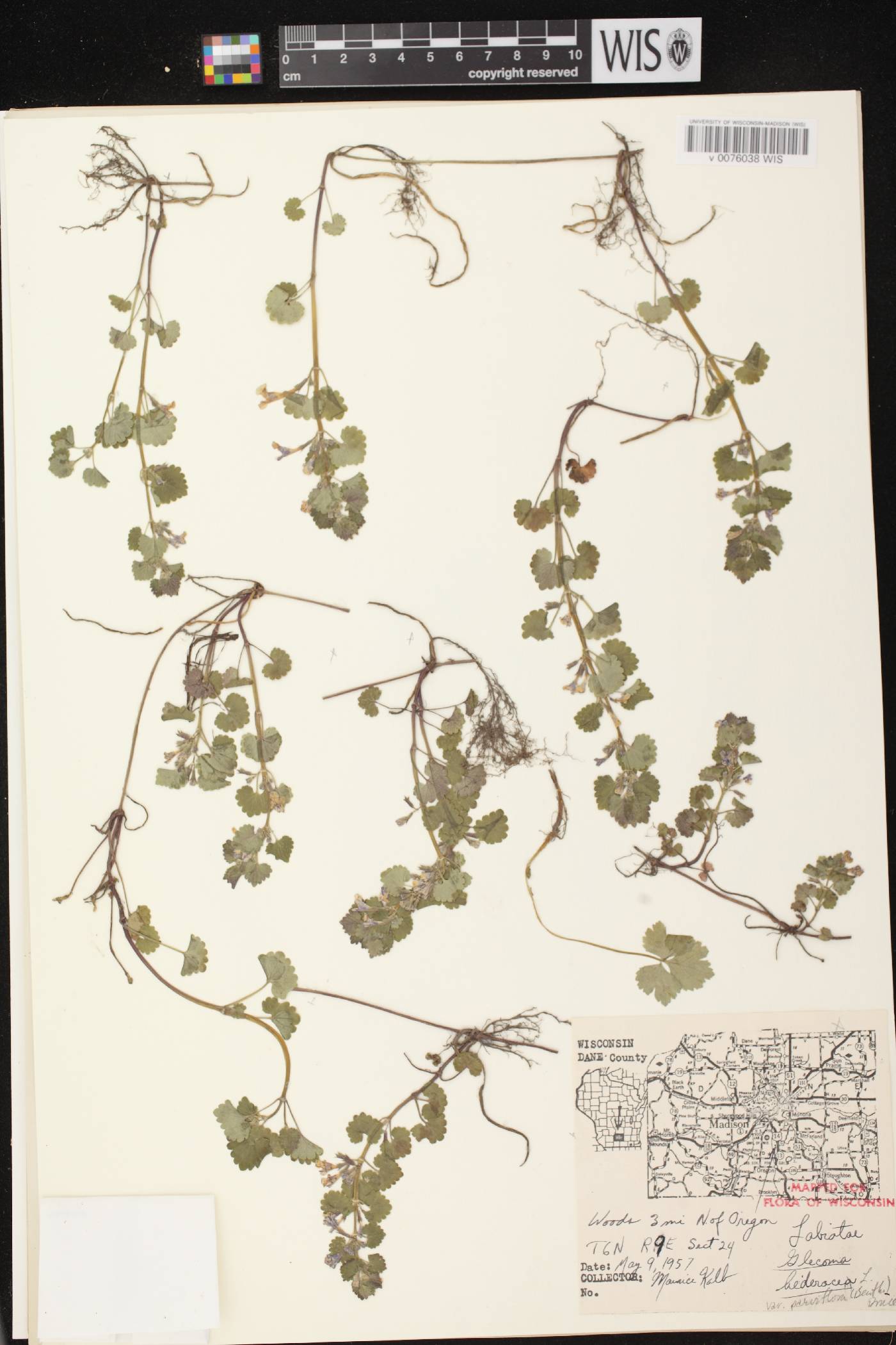 Glechoma hederacea image