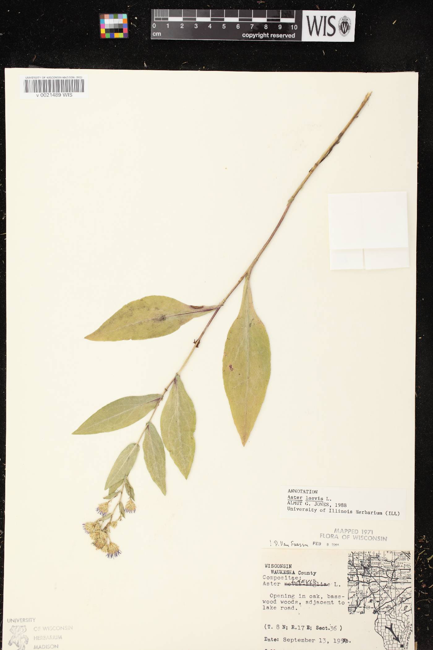 Symphyotrichum laeve var. laeve image