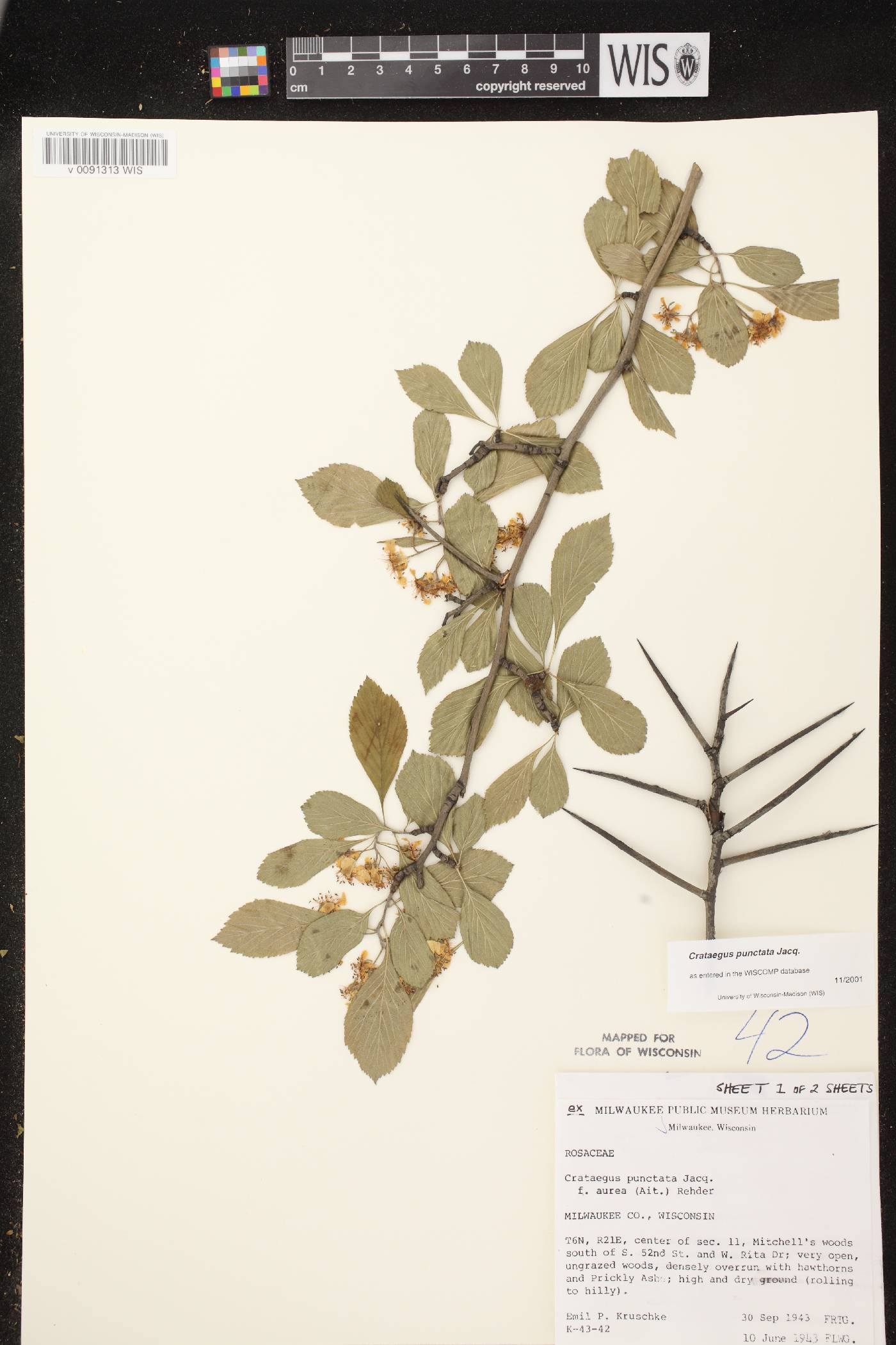 Crataegus punctata image