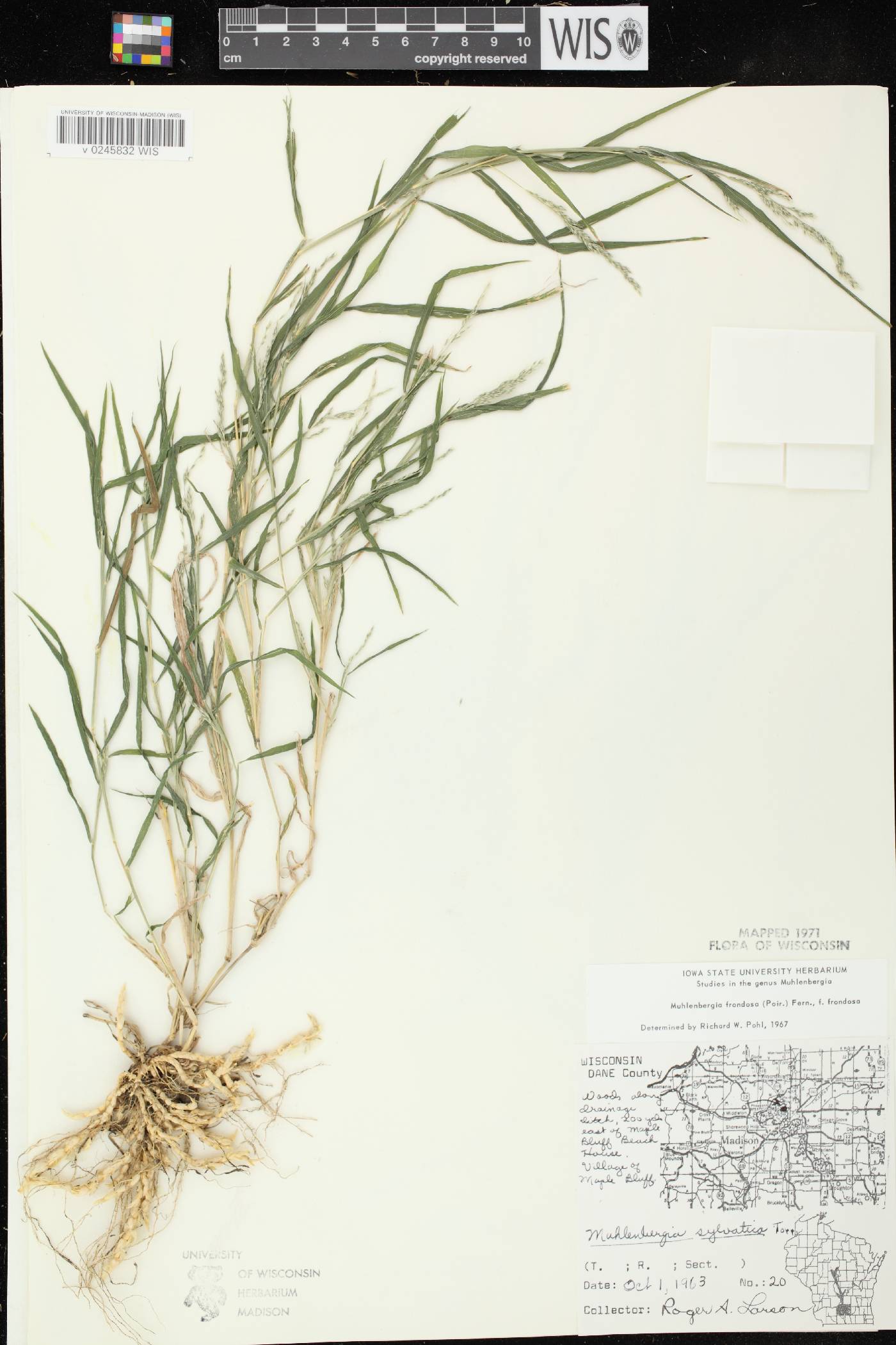 Muhlenbergia frondosa image