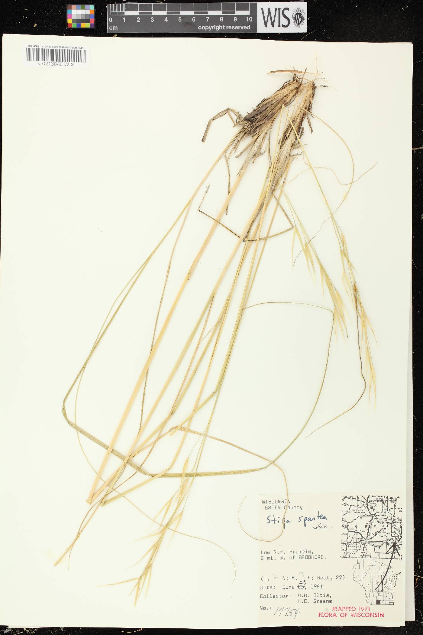 Hesperostipa spartea image