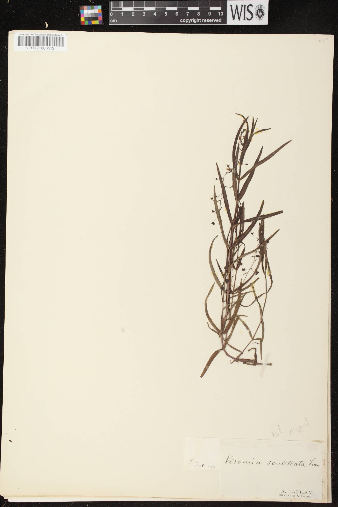 Veronica scutellata image