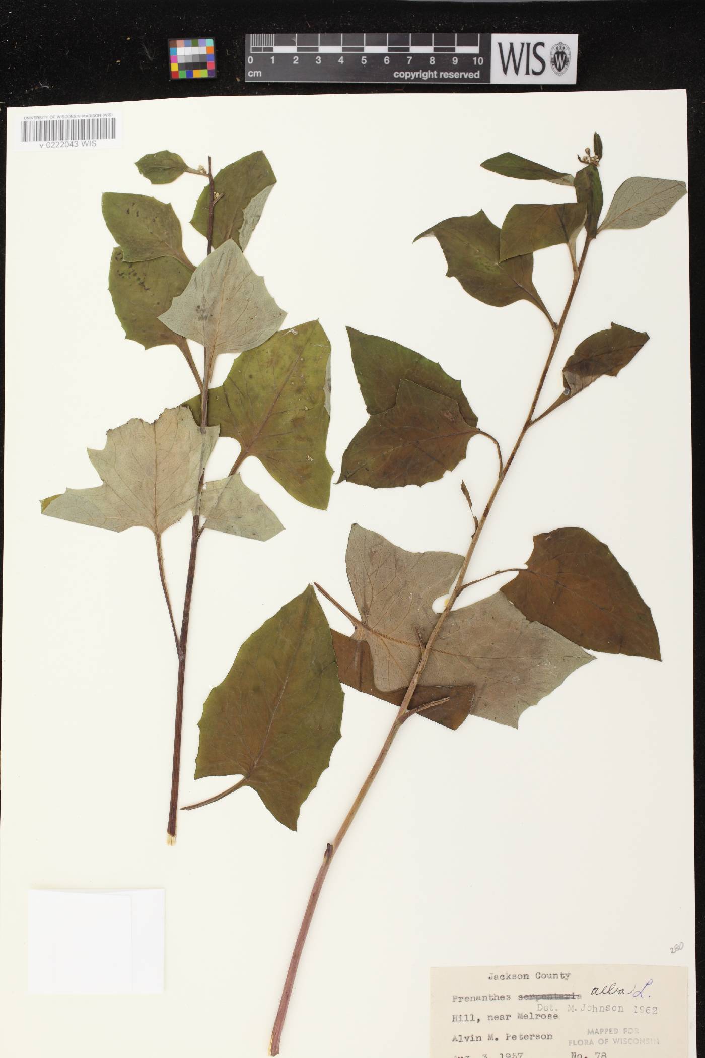 Prenanthes alba image