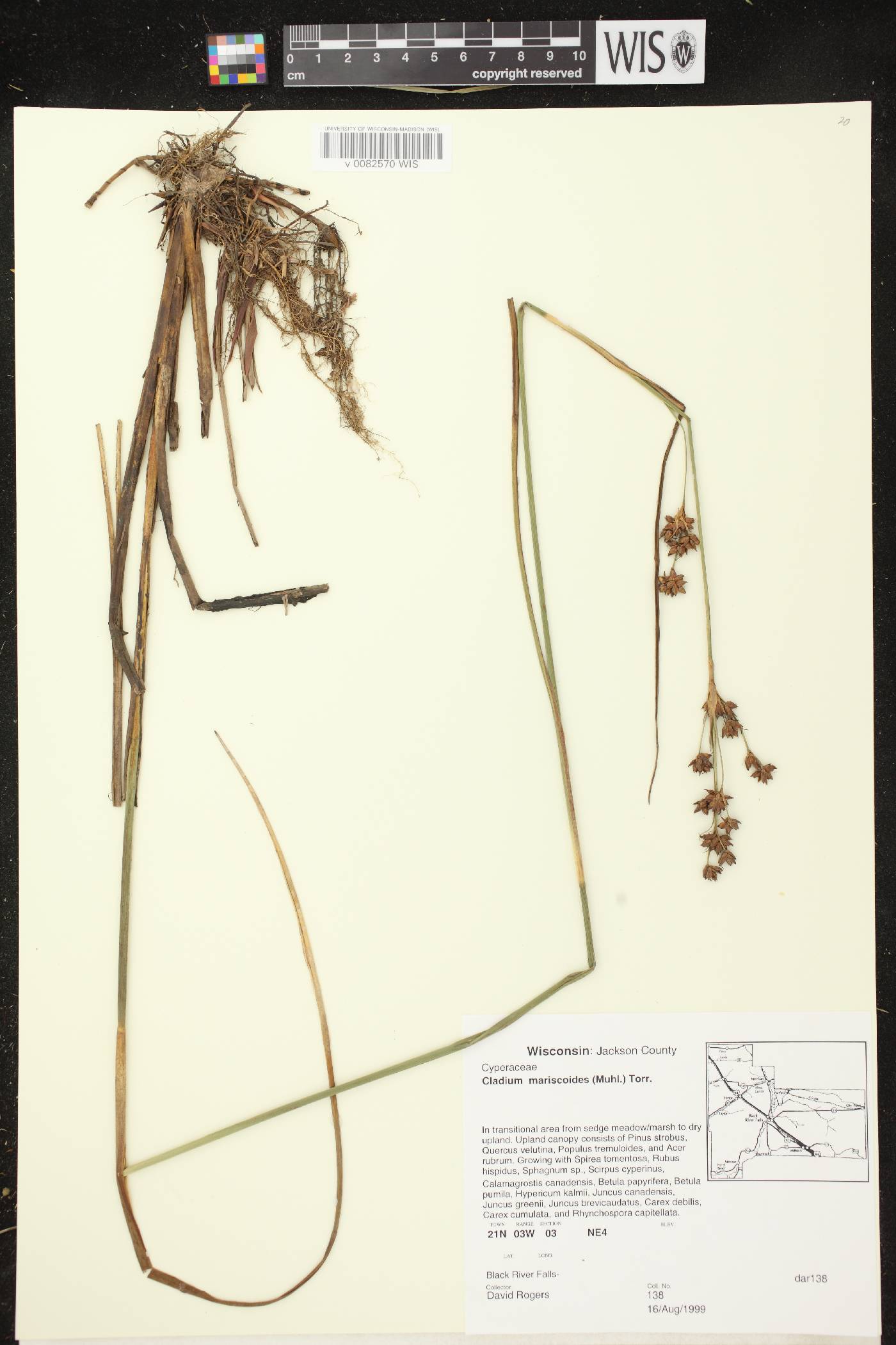 Cladium mariscoides image