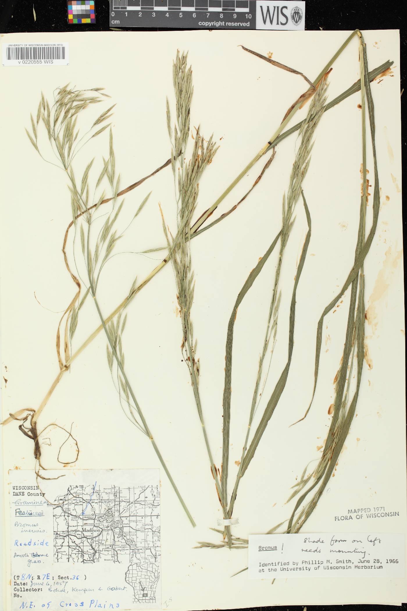 Bromus inermis image