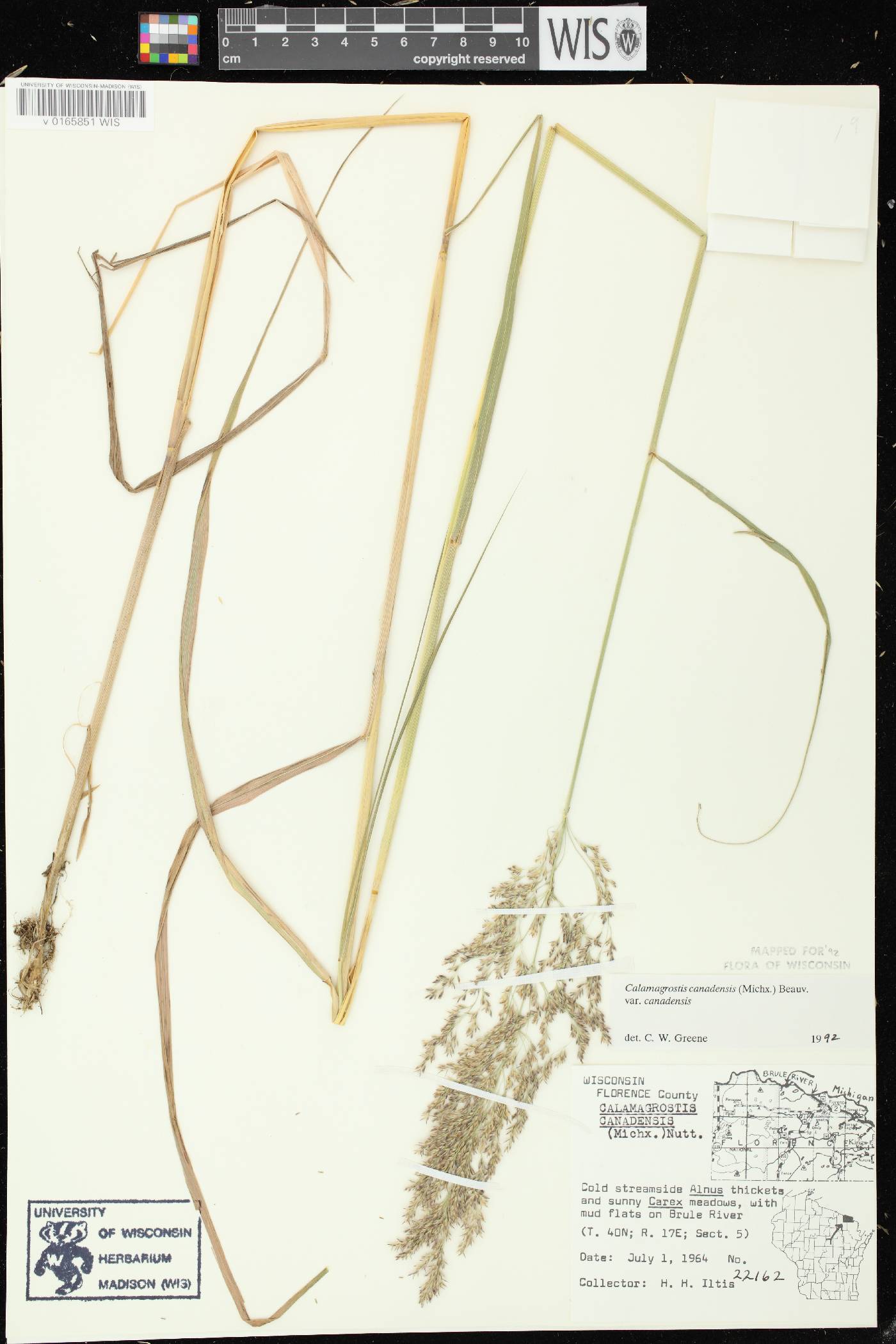Calamagrostis canadensis image