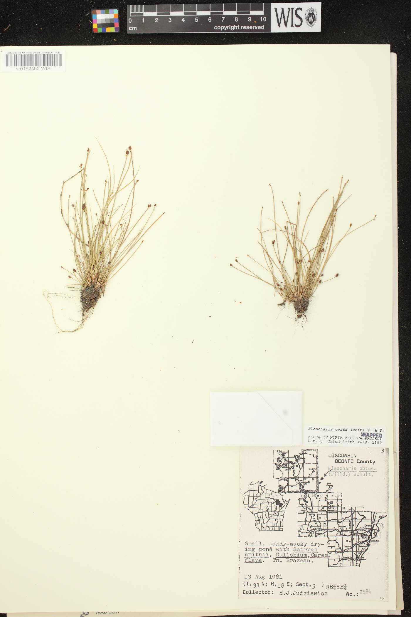 Eleocharis ovata image