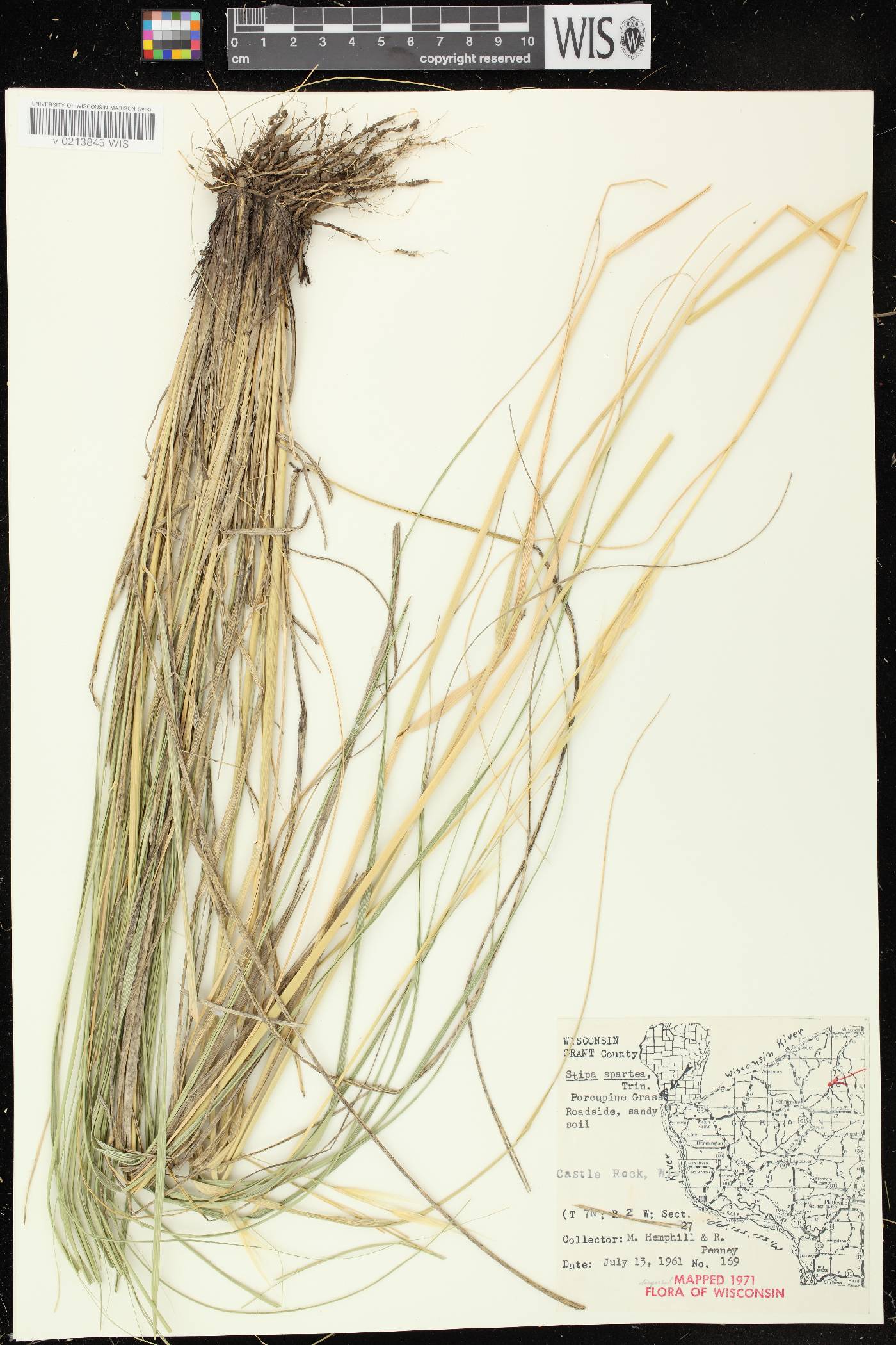 Hesperostipa spartea image