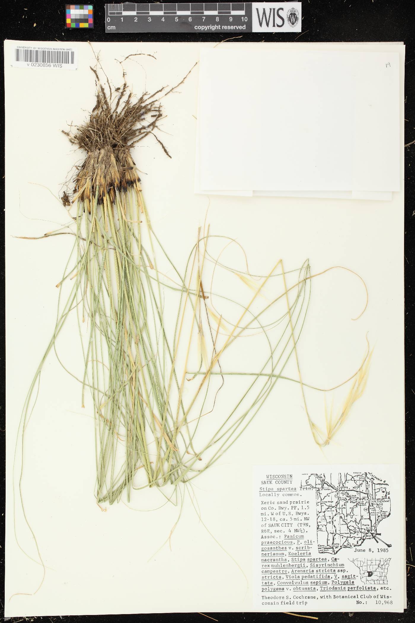 Hesperostipa spartea image
