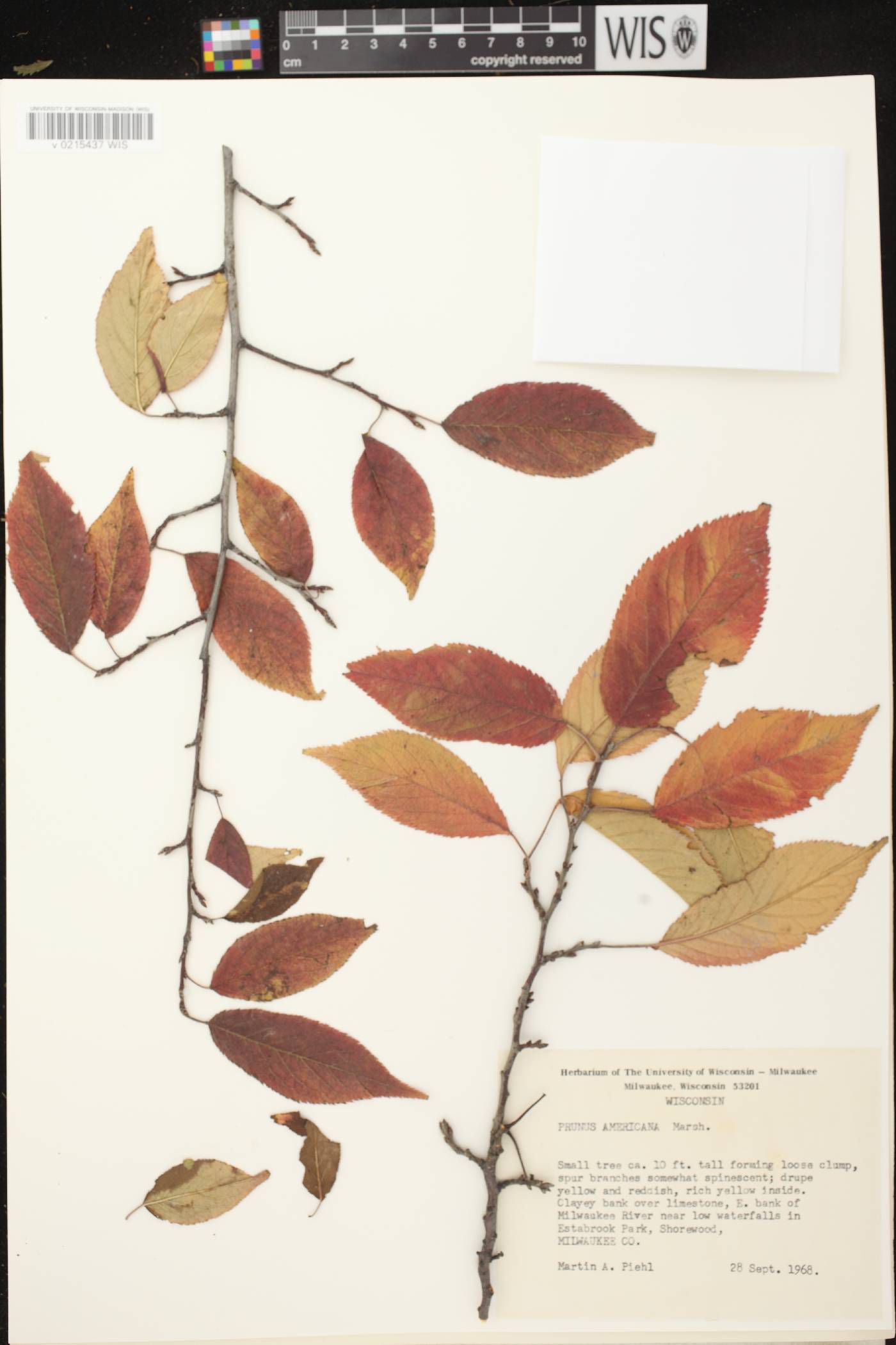Prunus americana image