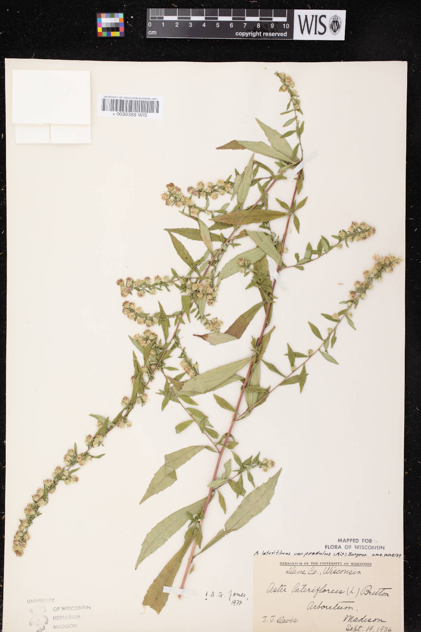 Symphyotrichum lateriflorum image