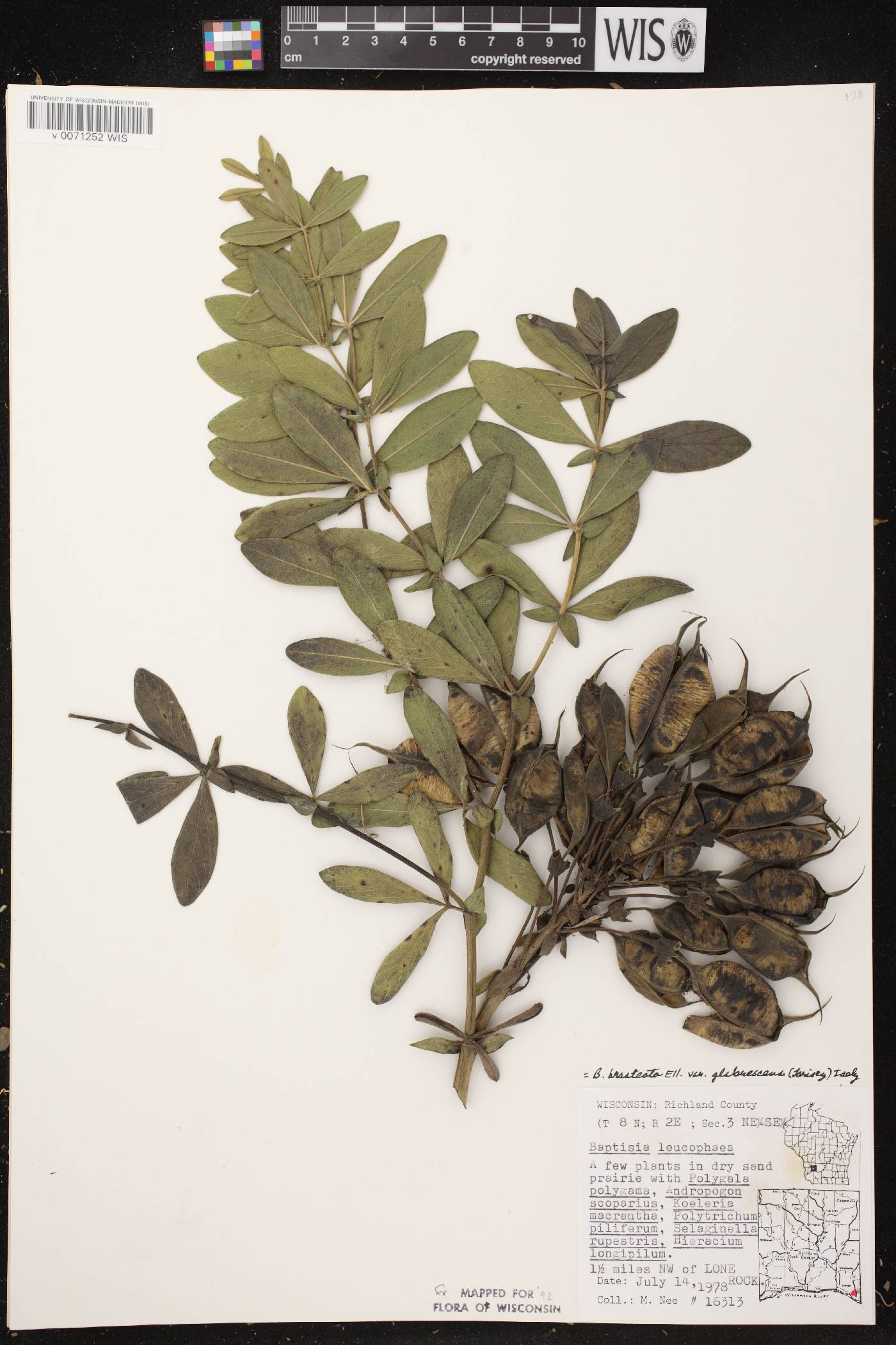 Baptisia leucophaea image