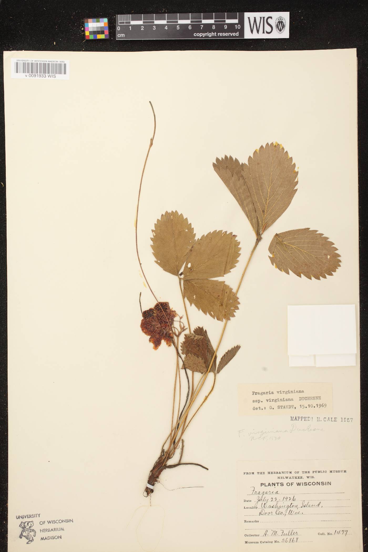 Fragaria virginiana image
