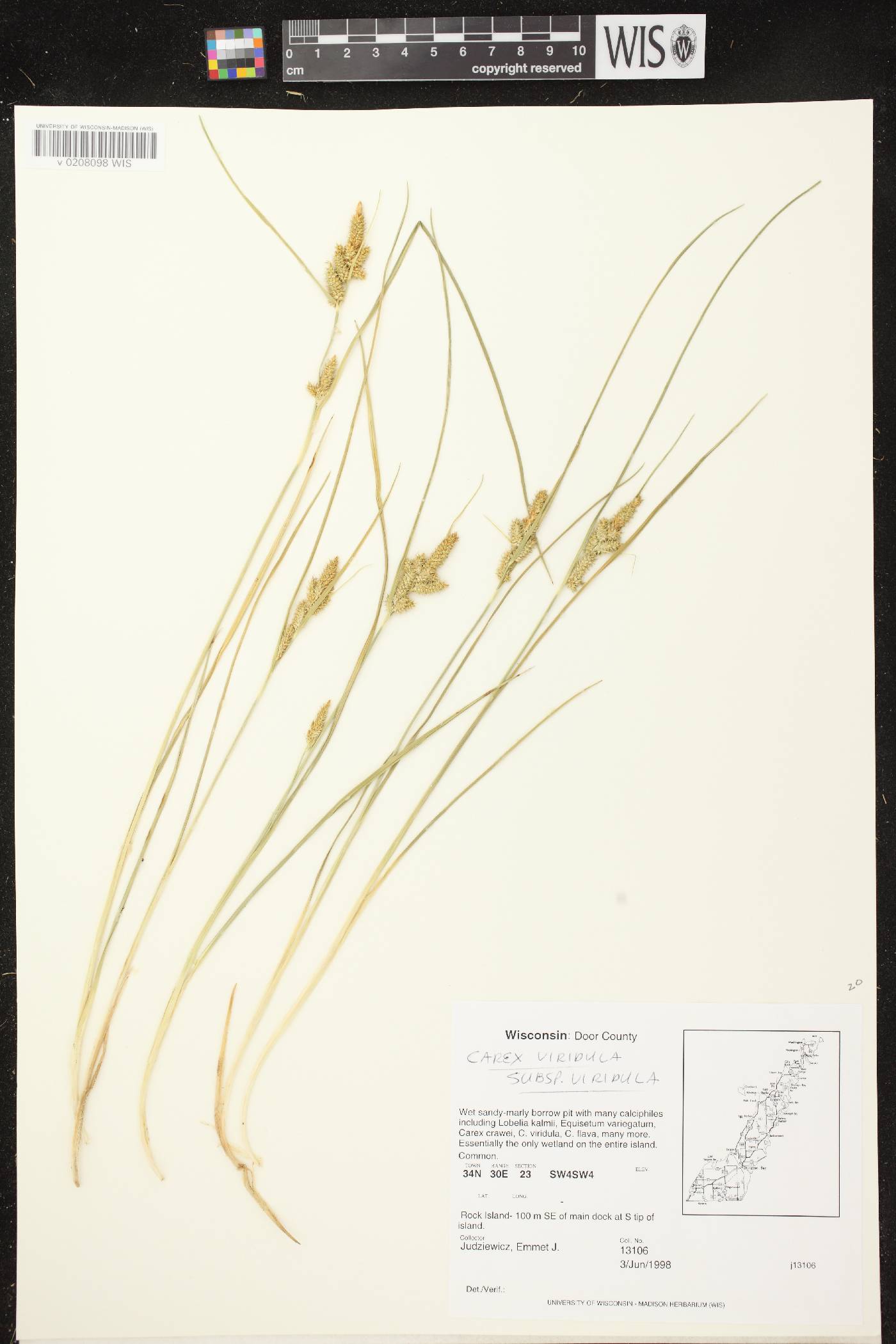 Carex viridula subsp. viridula image