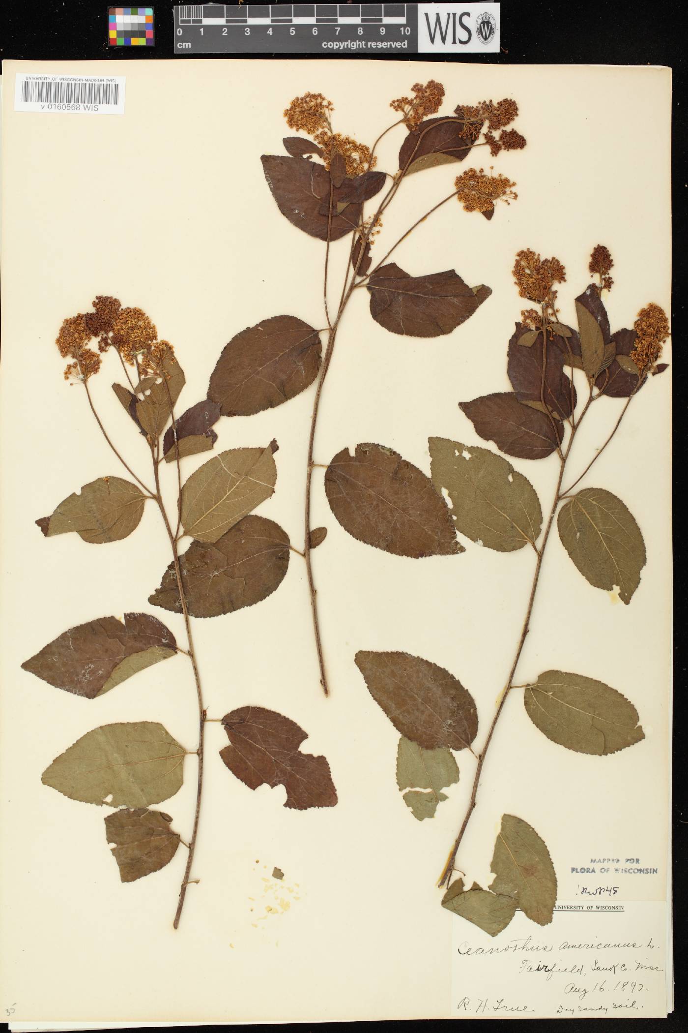 Ceanothus americanus image
