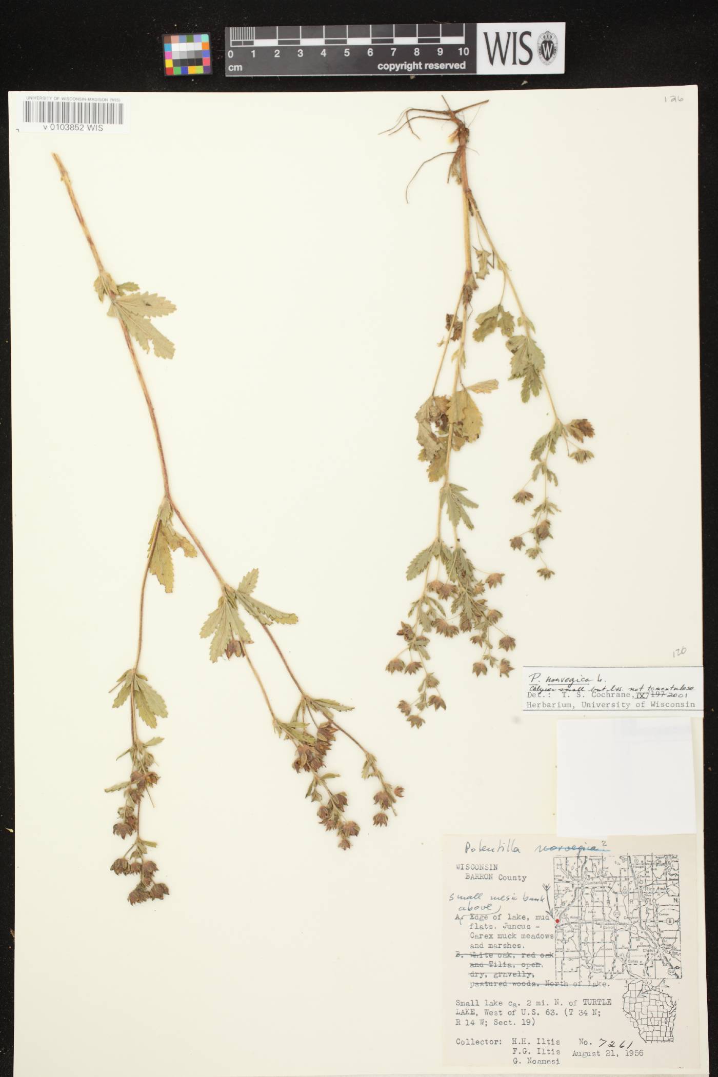 Potentilla norvegica image