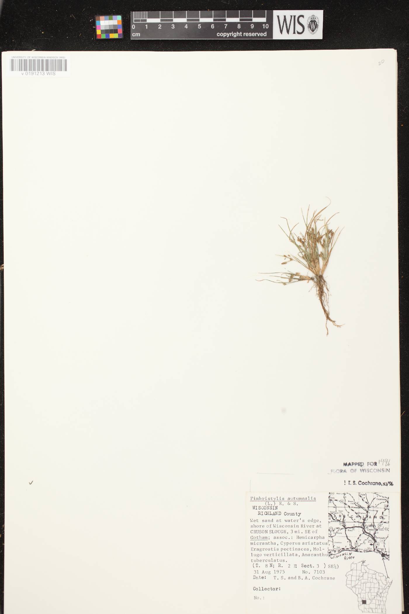 Fimbristylis autumnalis image