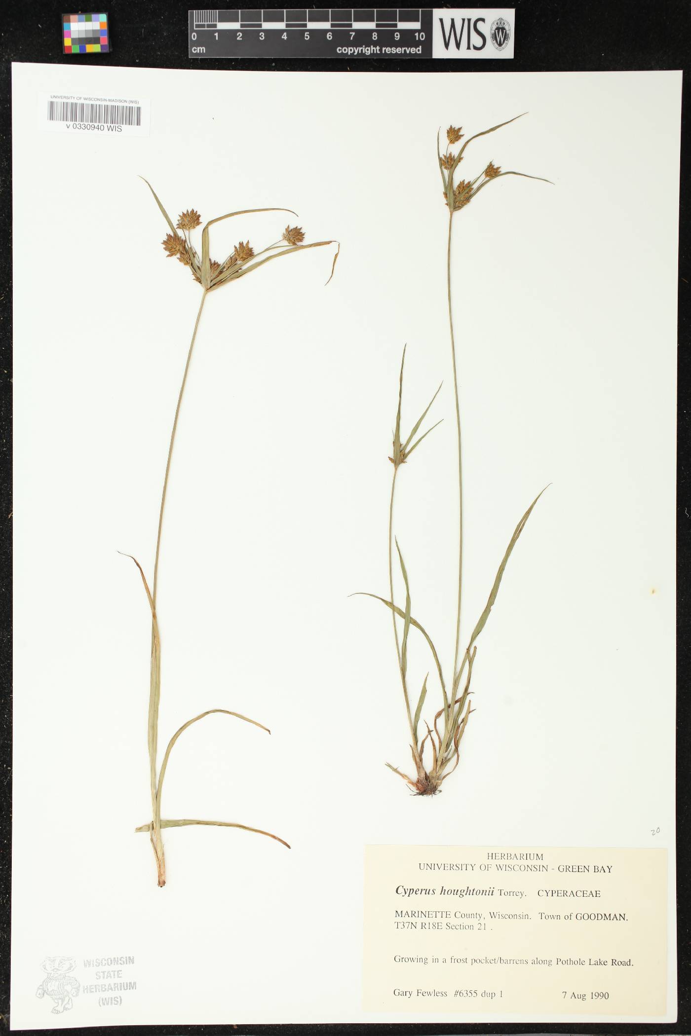 Cyperus houghtonii image