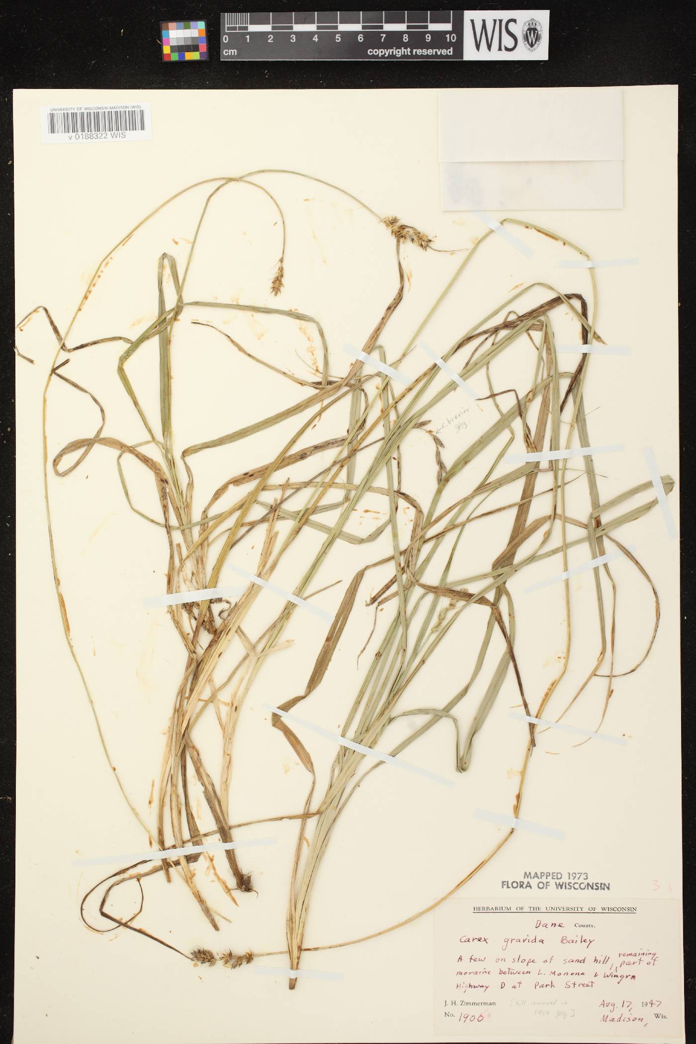 Carex gravida image
