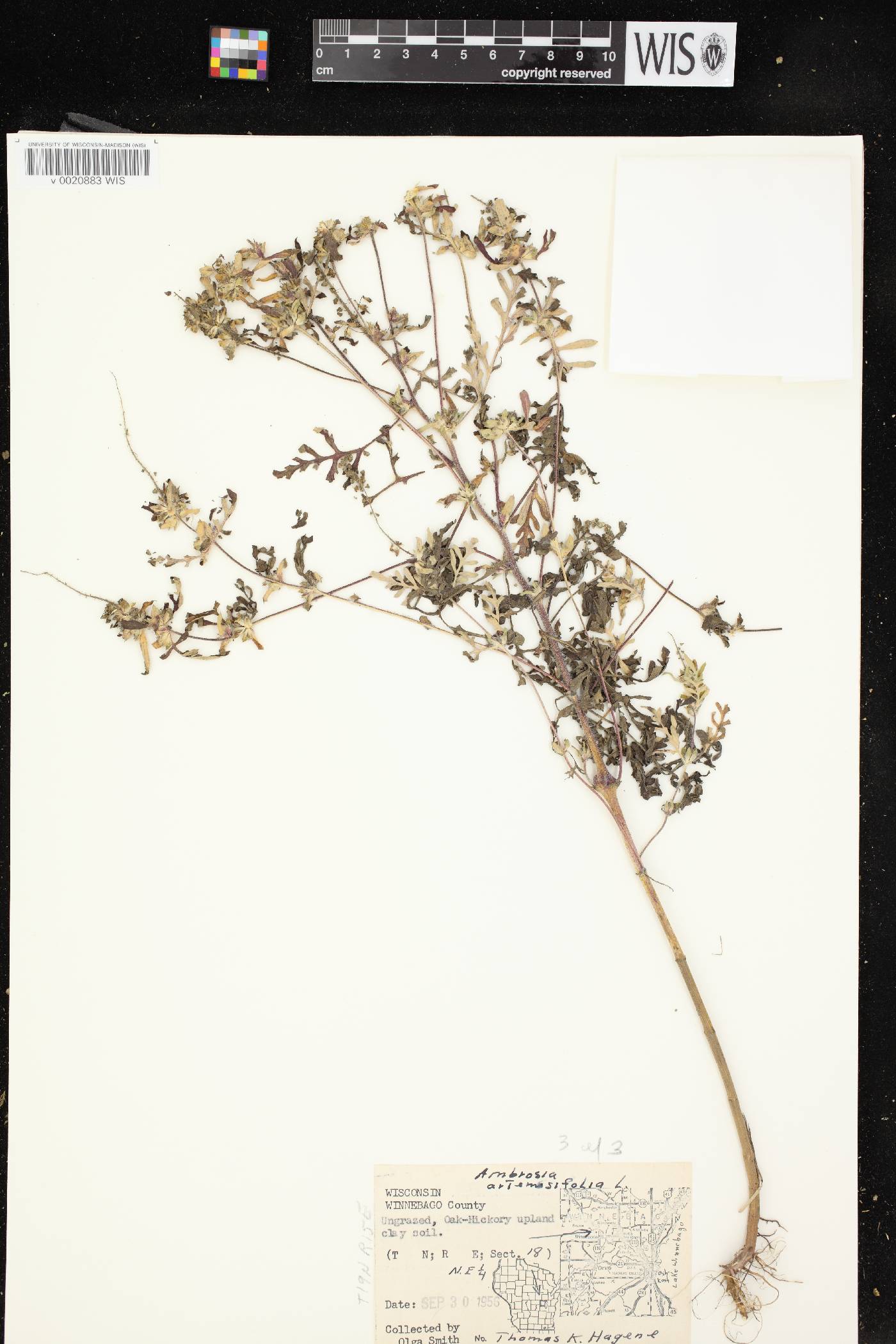 Ambrosia artemisiifolia image