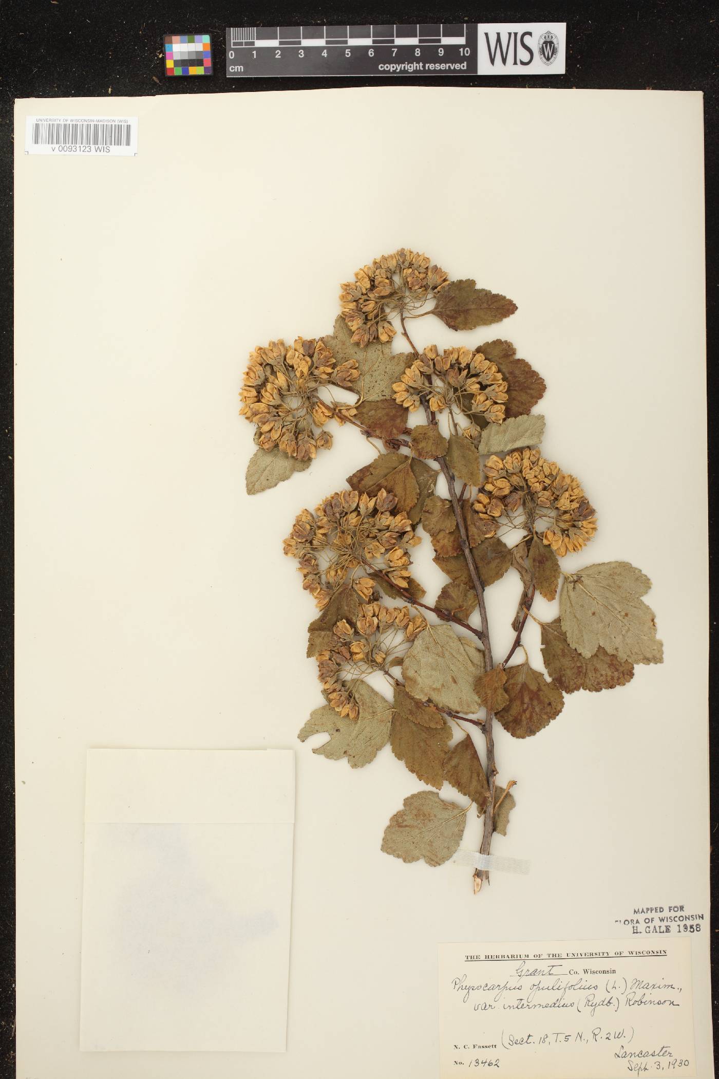 Physocarpus intermedius image