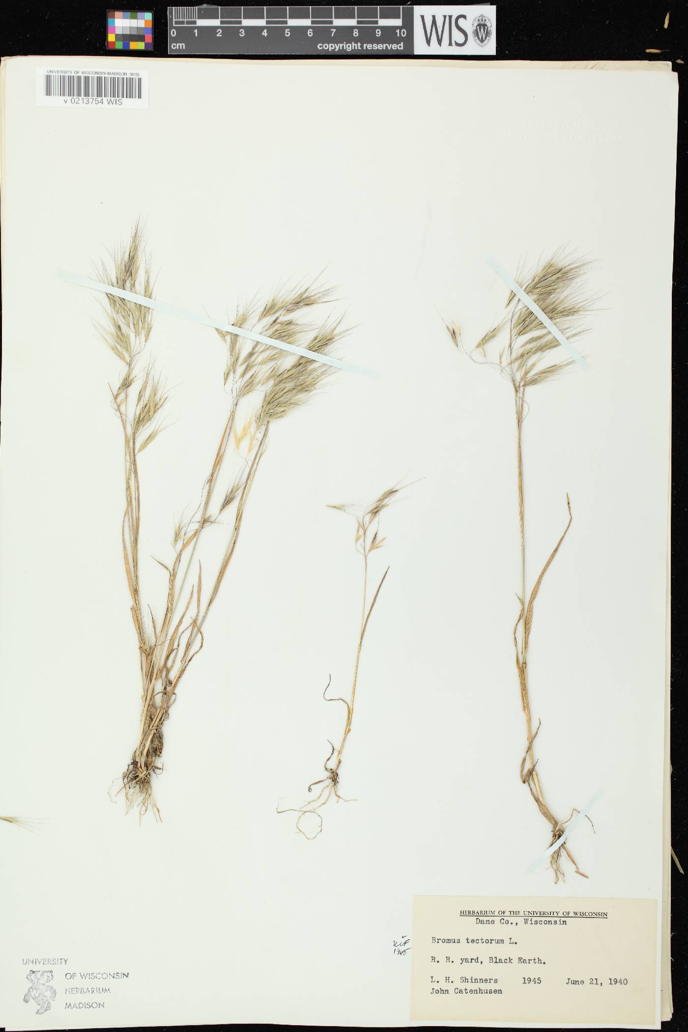 Bromus tectorum image