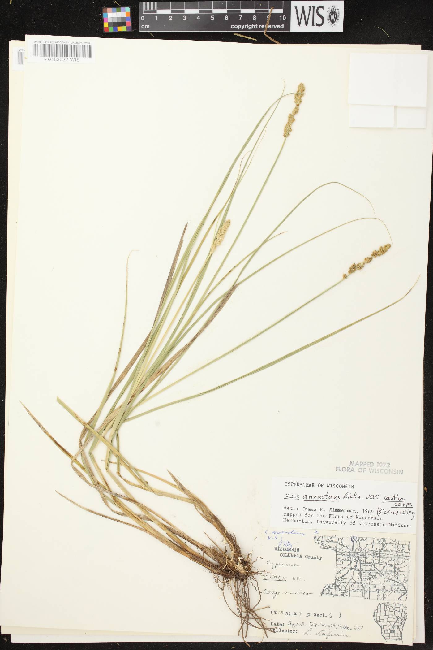 Carex annectens image