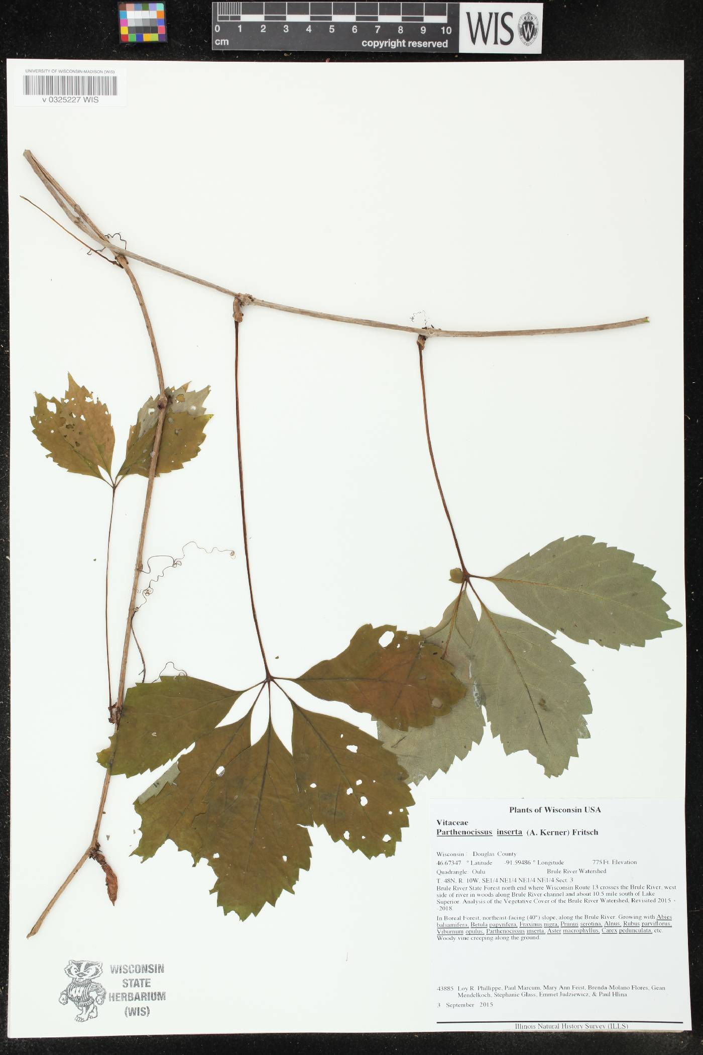 Parthenocissus inserta image