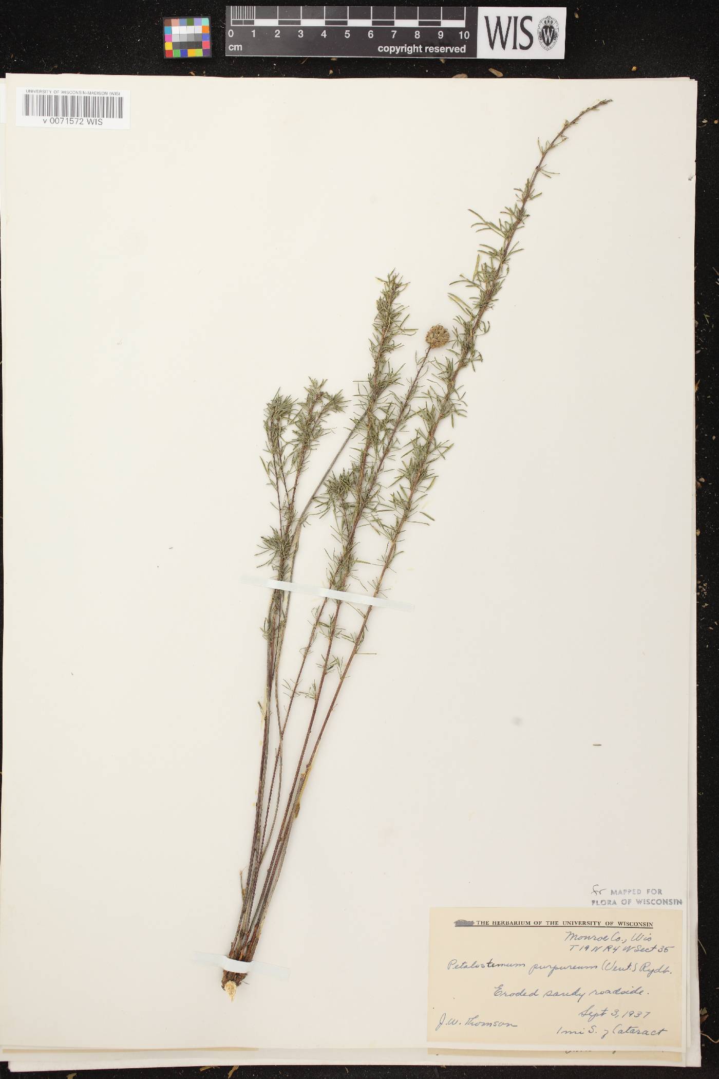 Dalea purpurea var. purpurea image