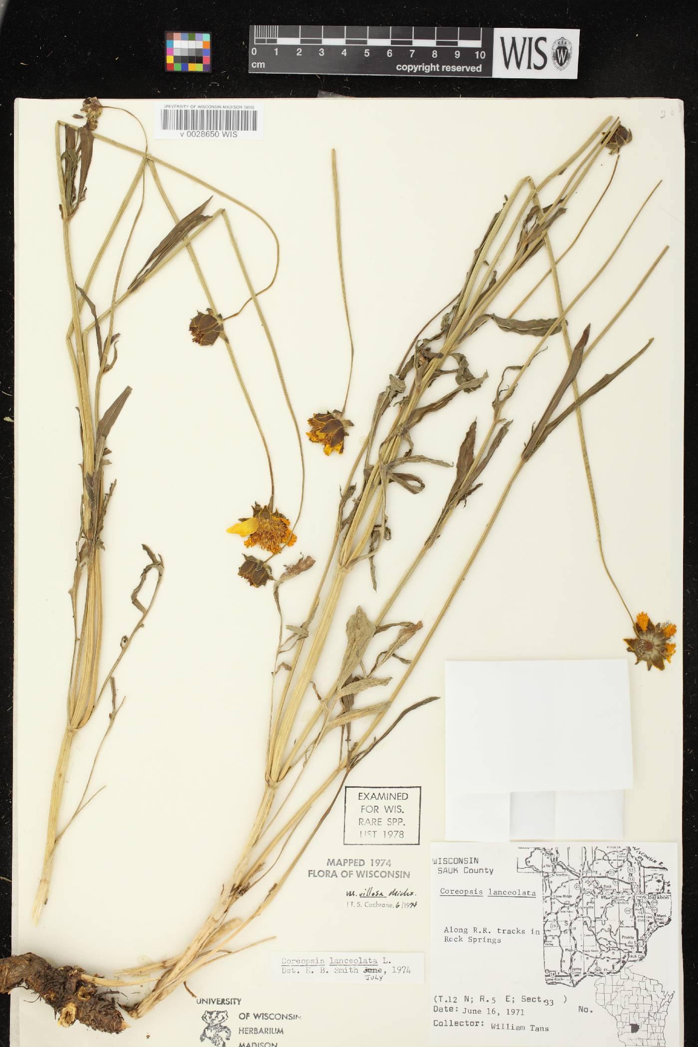 Coreopsis lanceolata image