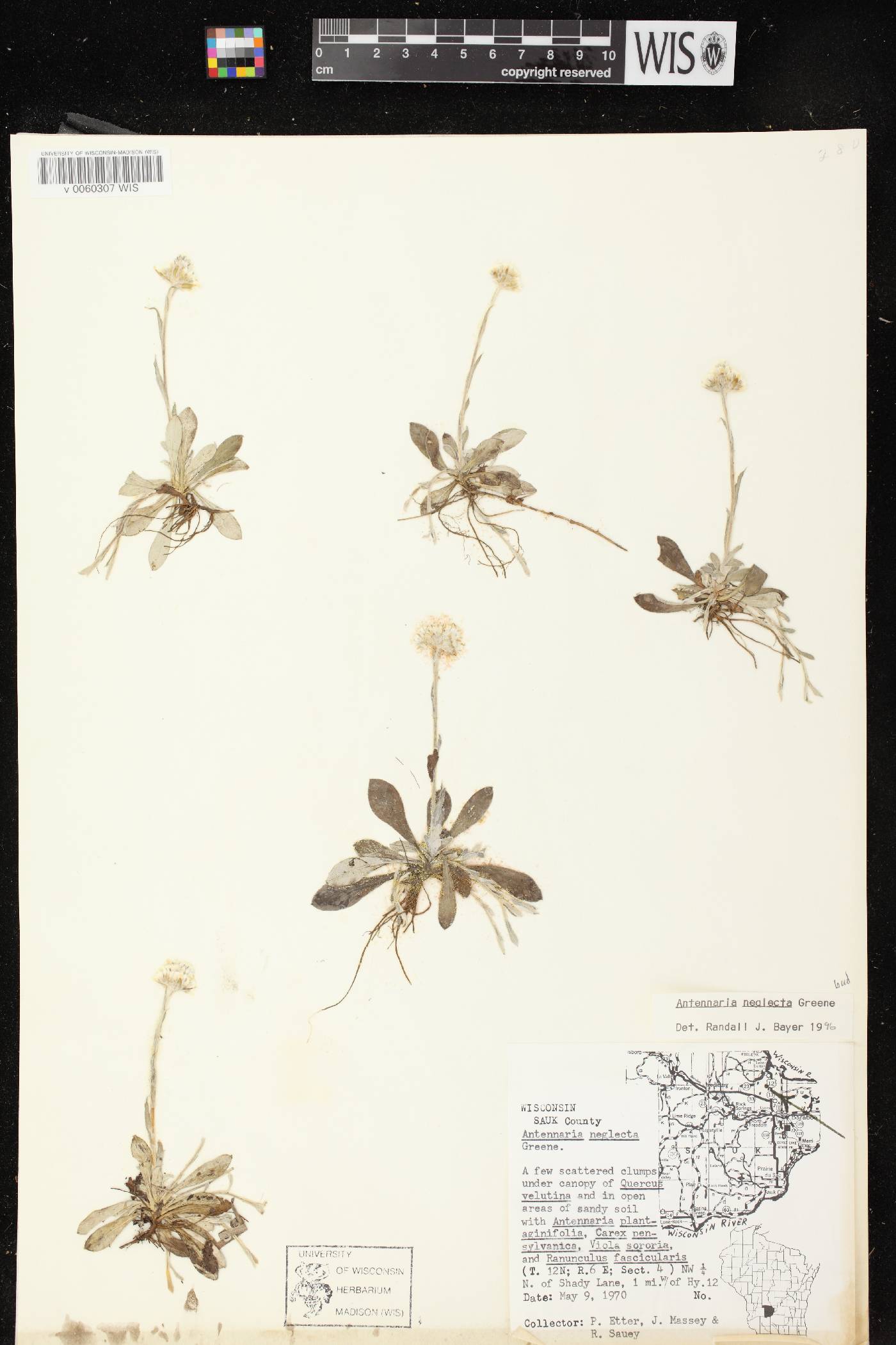 Antennaria neglecta image
