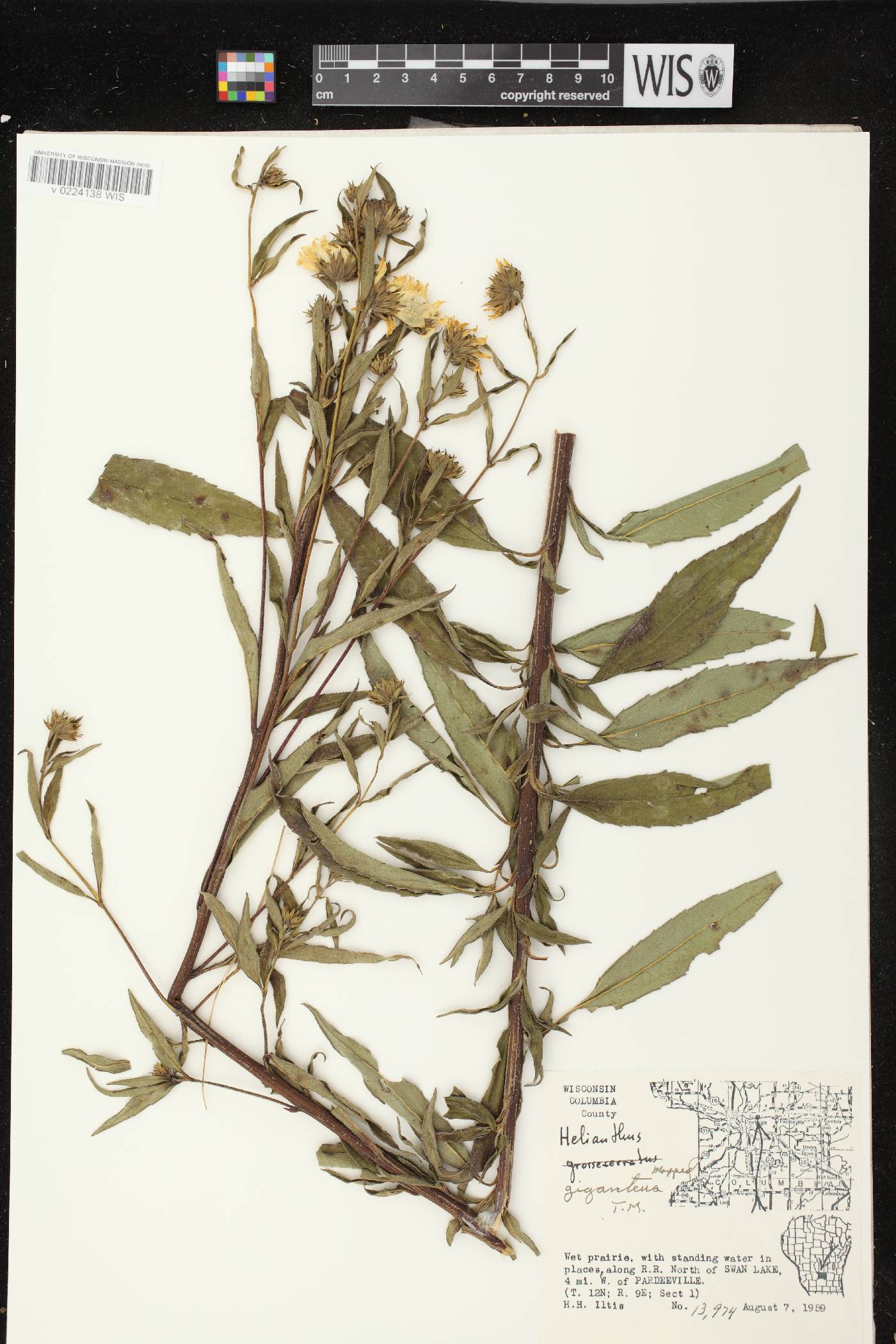 Helianthus giganteus image