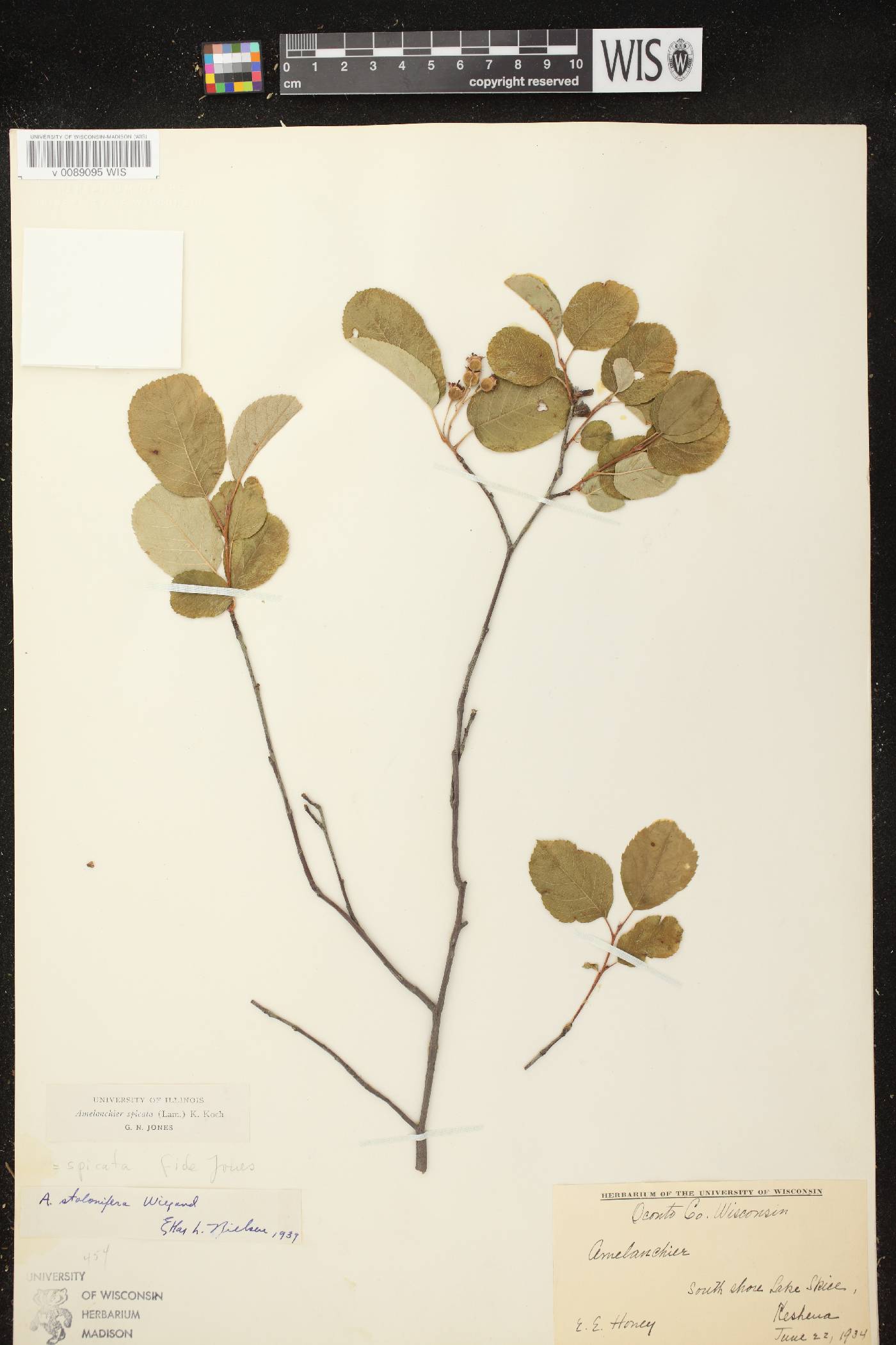 Amelanchier spicata image