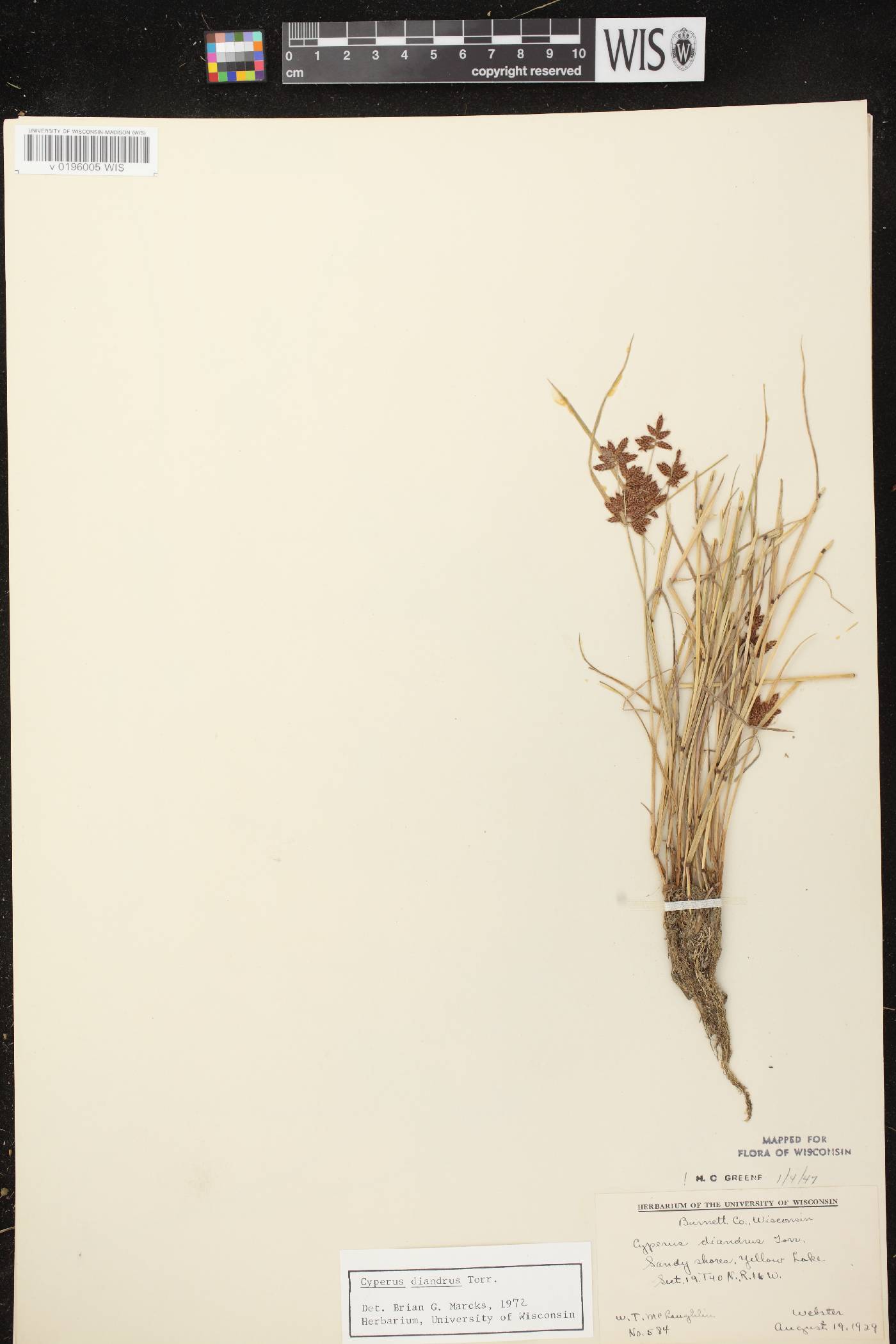 Cyperus diandrus image
