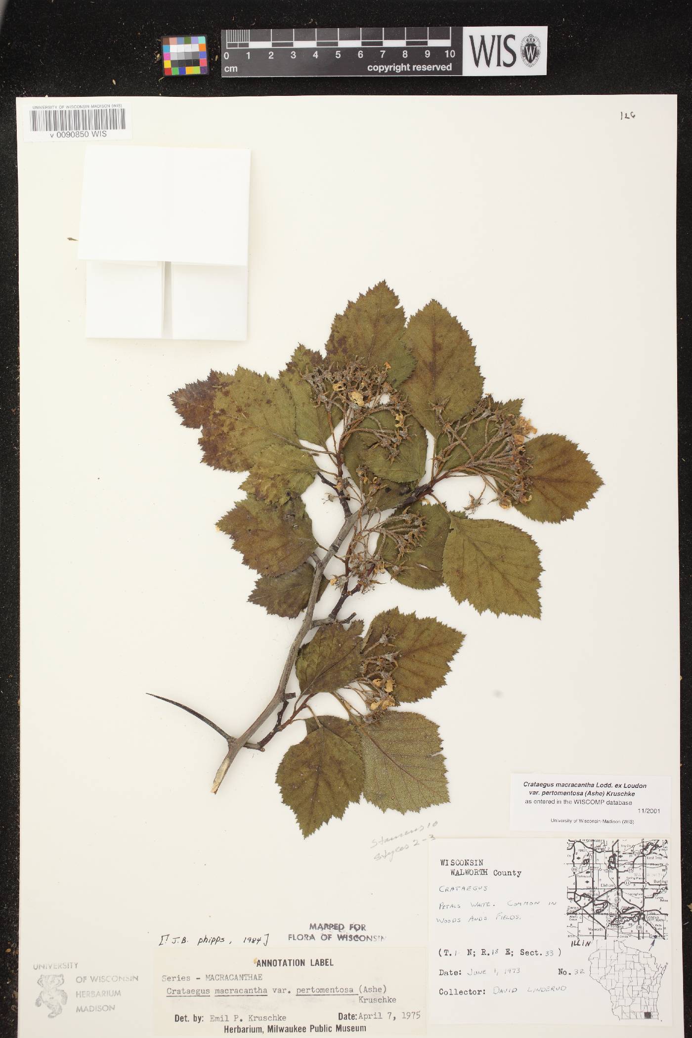 Crataegus macracantha image
