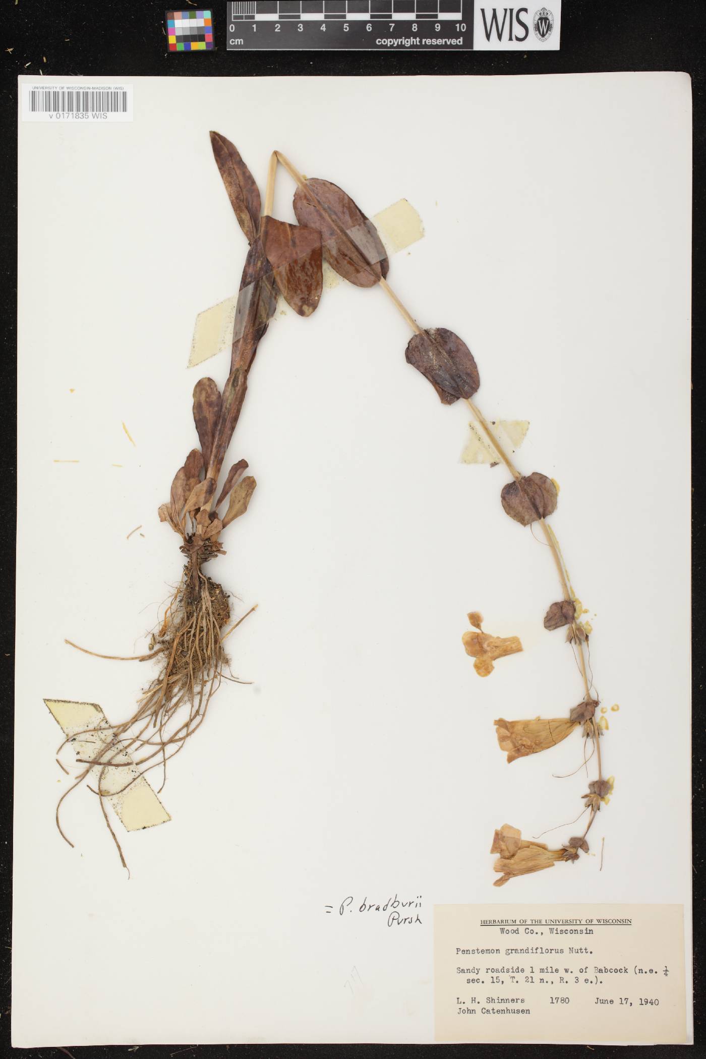 Penstemon grandiflorus image