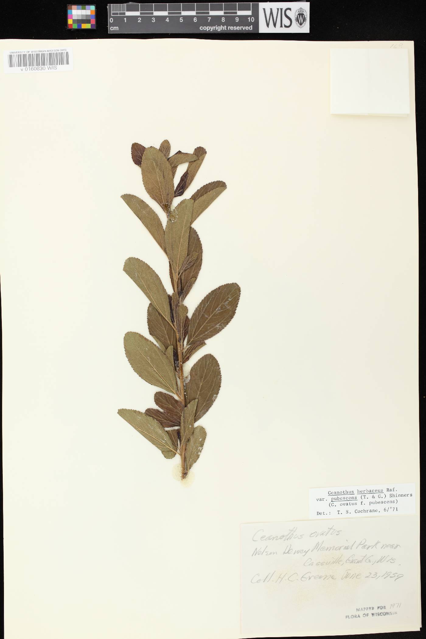 Ceanothus herbaceus image
