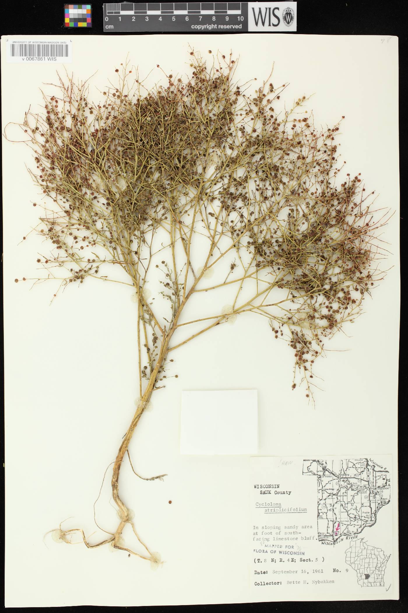 Cycloloma atriplicifolium image