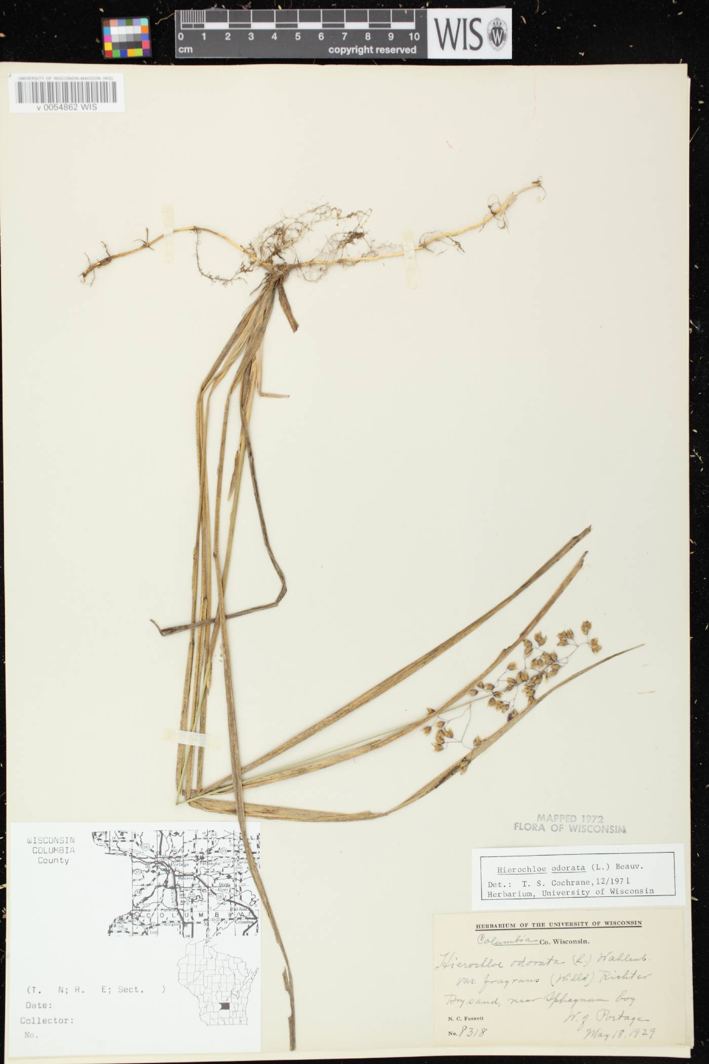 Anthoxanthum hirtum subsp. arcticum image
